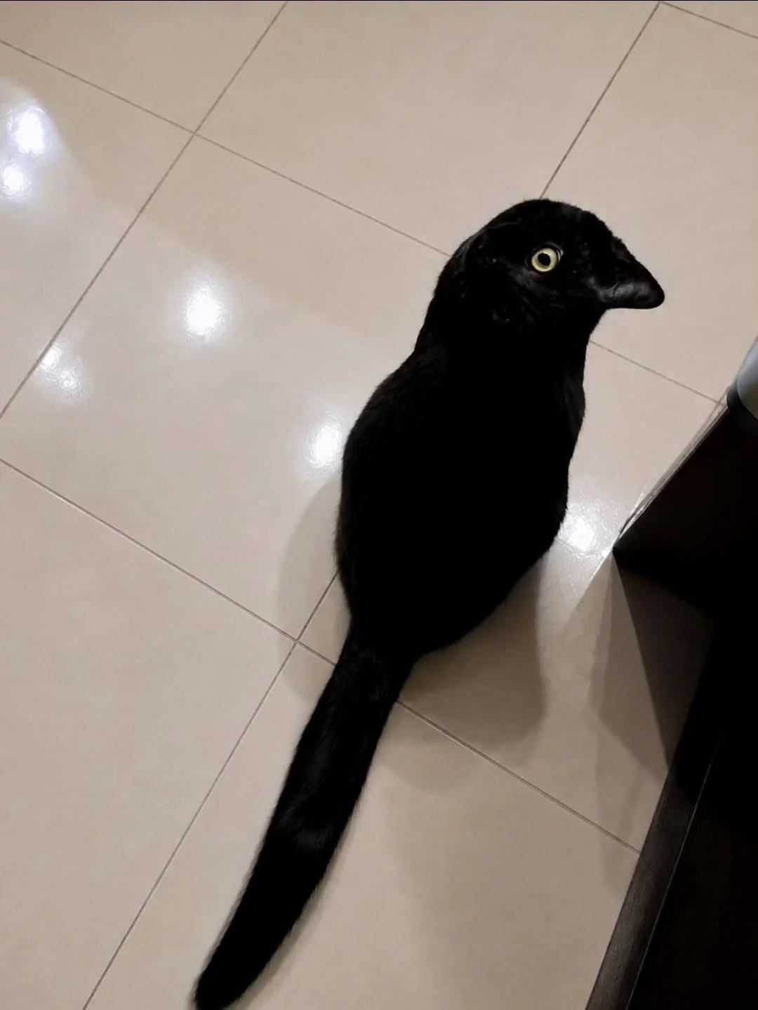 Seekor kucing sedang duduk di lantai keramik, melihat ke atas. Ekornya terlihat