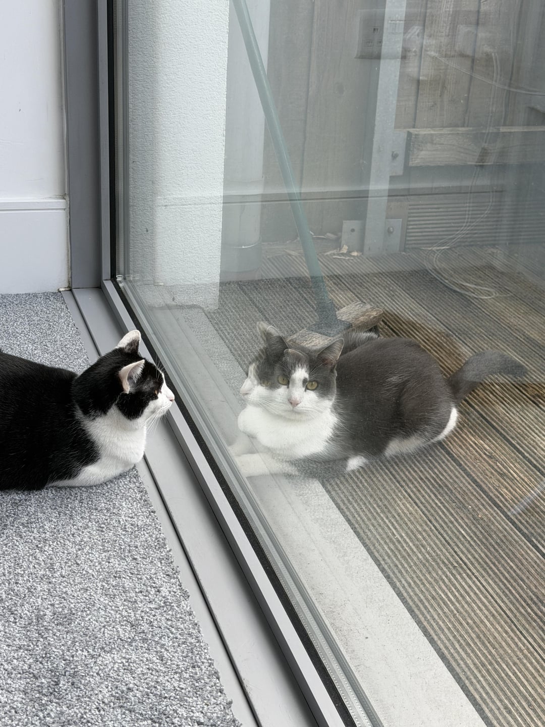 Dua kucing duduk berseberangan di pintu kaca, saling memandang dengan penuh perhatian. Satu kucing di dalam, yang lain di luar