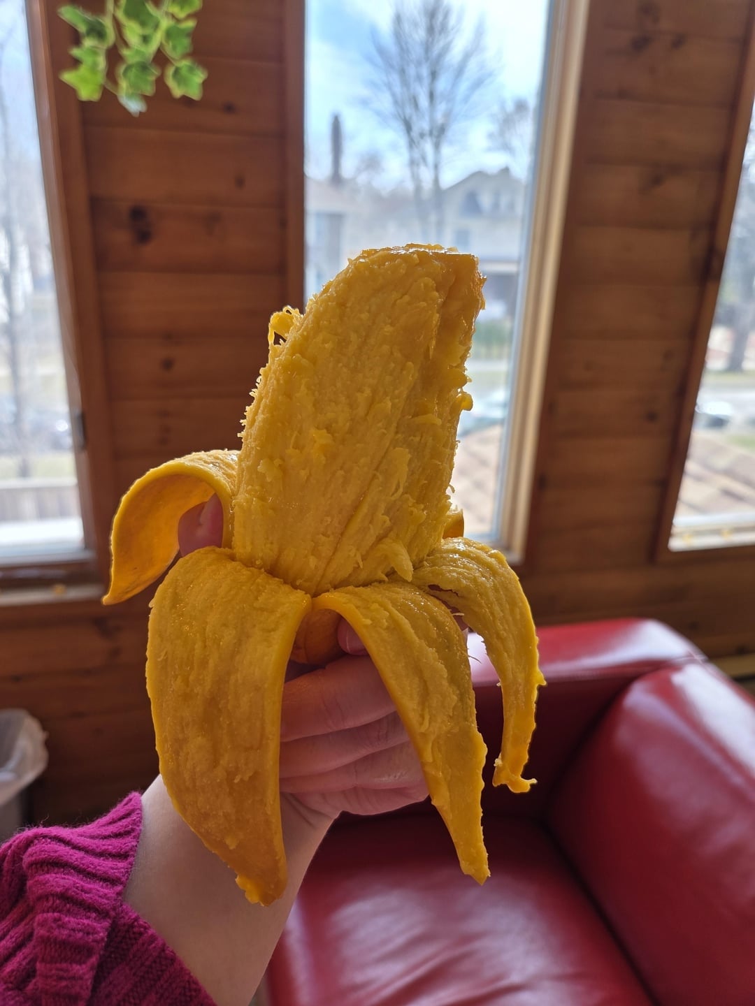 Sebuah tangan memegang pisang kupas dengan tekstur kasar, di dalam ruangan kayu yang nyaman dengan sofa merah dan jendela besar di latar belakang