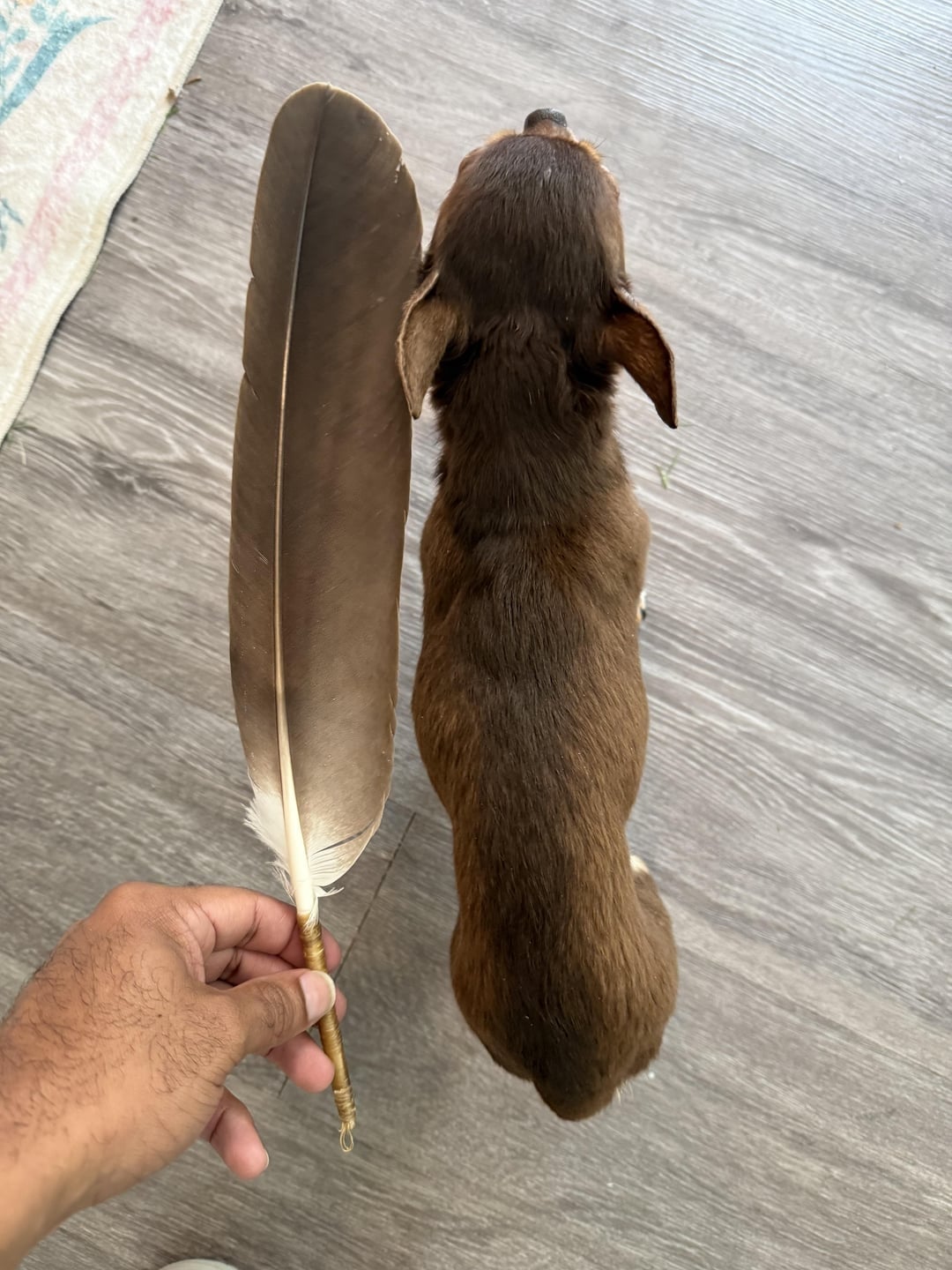 Seekor anjing kecil berwarna coklat duduk di lantai kayu di samping bulu besar yang dipegang seseorang