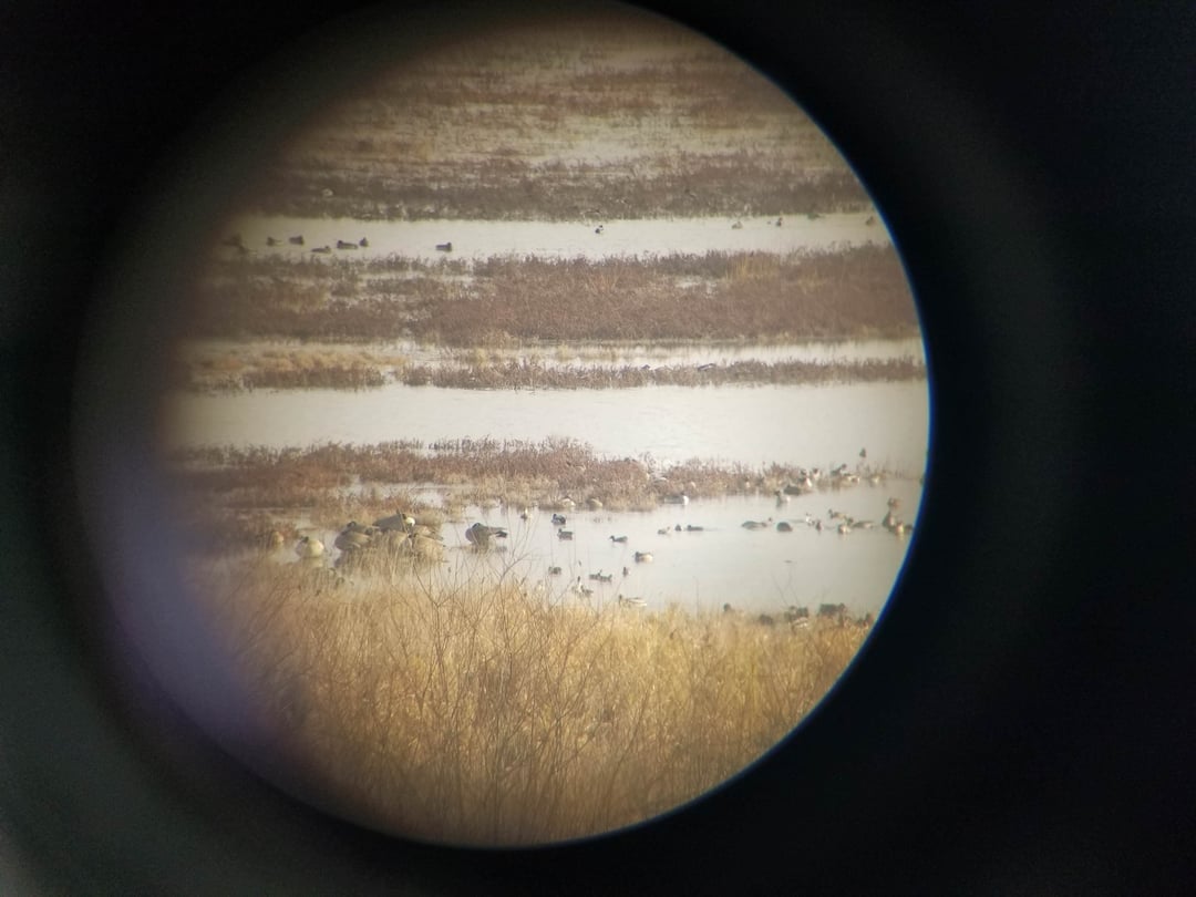 Satwa liar yang dilihat melalui spotting scope menunjukkan burung berkumpul di dekat lahan basah dengan rerumputan dan air bertingkat