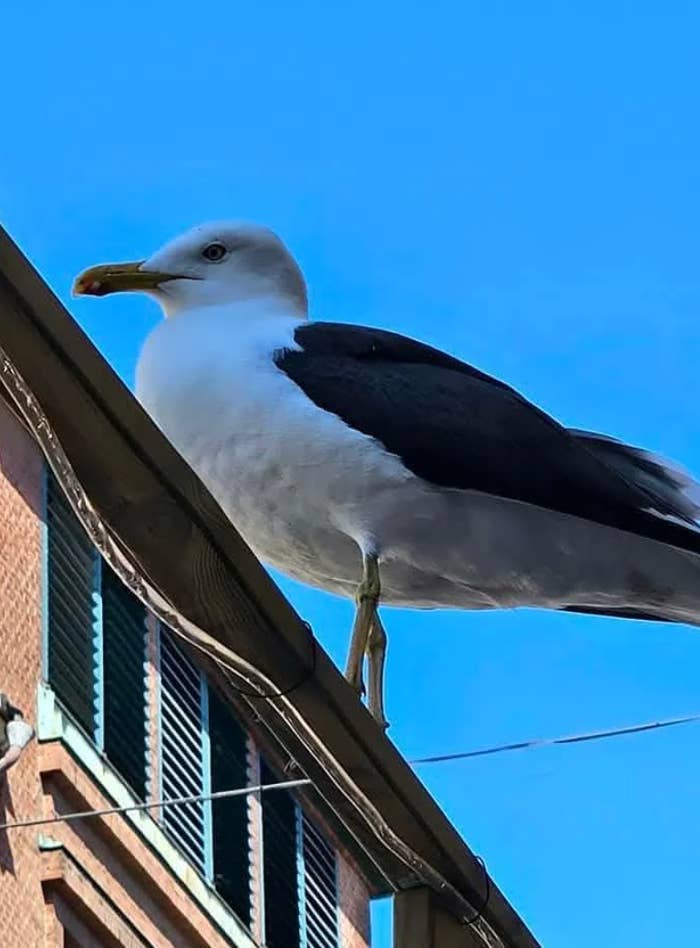 Seagull perched connected  a rooftop edge, with portion  of a gathering  and unfastened  windows disposable   successful  the background