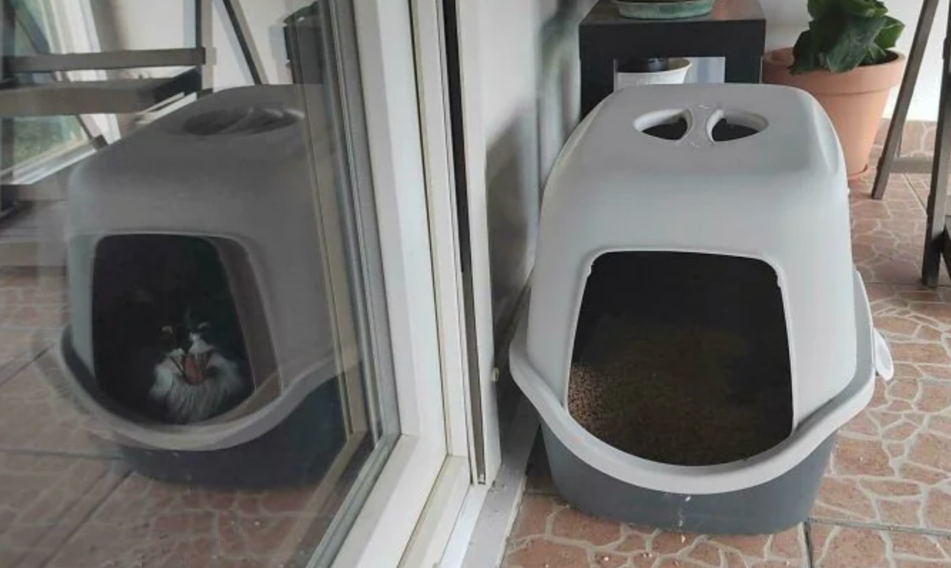 Cat sitting inside a covered litter box, its reflection visible in a nearby window. Nearby, an identical empty litter box