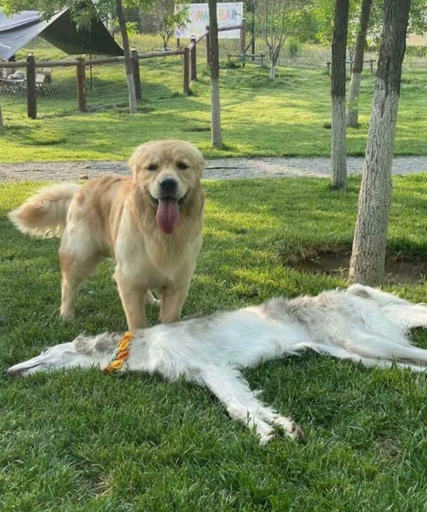 Golden retriever stands on grass, tongue out, beside a Borzoi dog lying down with a relaxed expression in a park setting