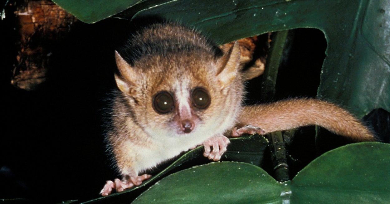 As A Society, We Seriously Don't Know Enough About Gray Mouse Lemurs, But I'm Hoping This Trivia Quiz Will Fix That