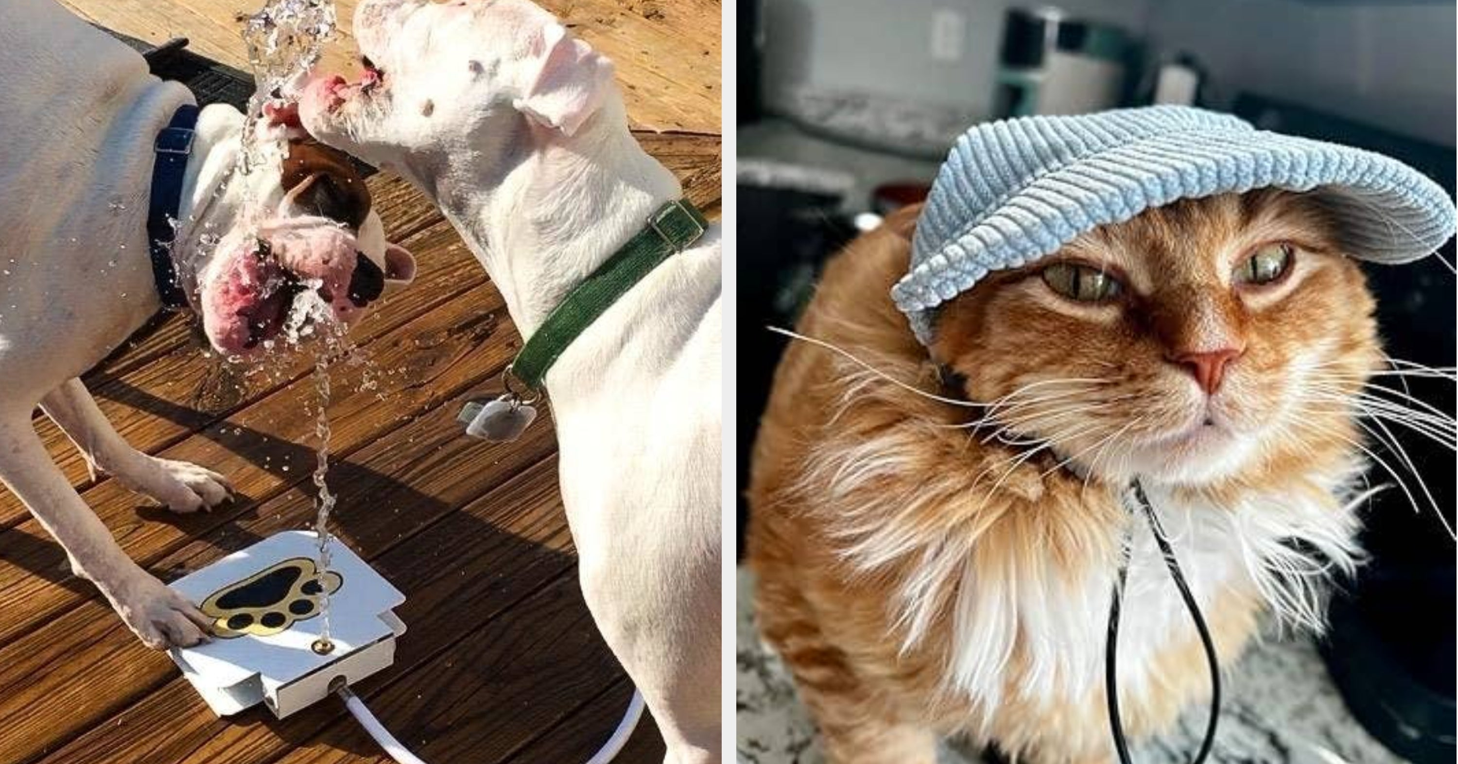 Your Pets Get Hot, Too — Here Are 17 Things To Keep Them Comfortable