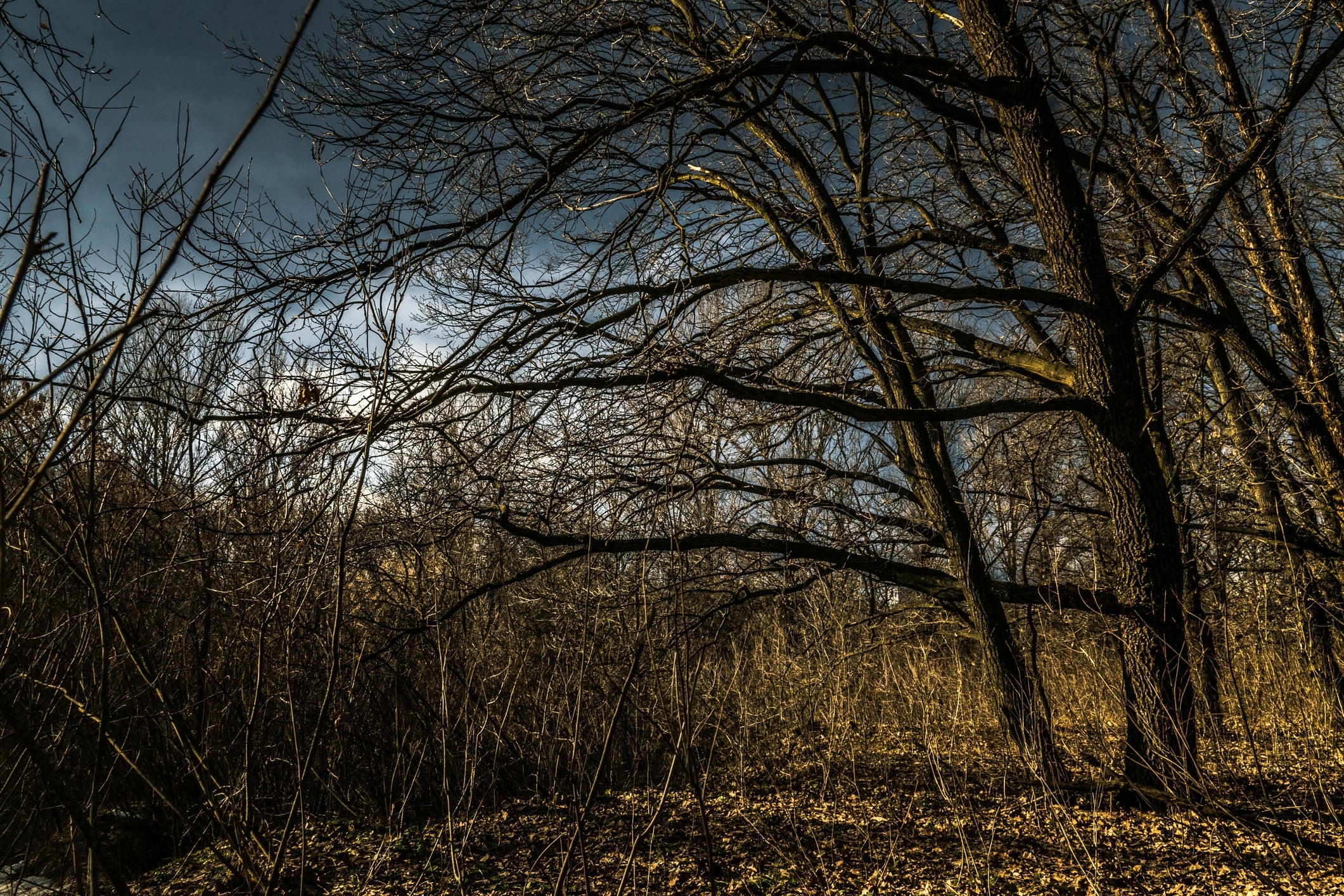 Barren trees with sprawling branches nether  a cloudy entity  successful  a forested area