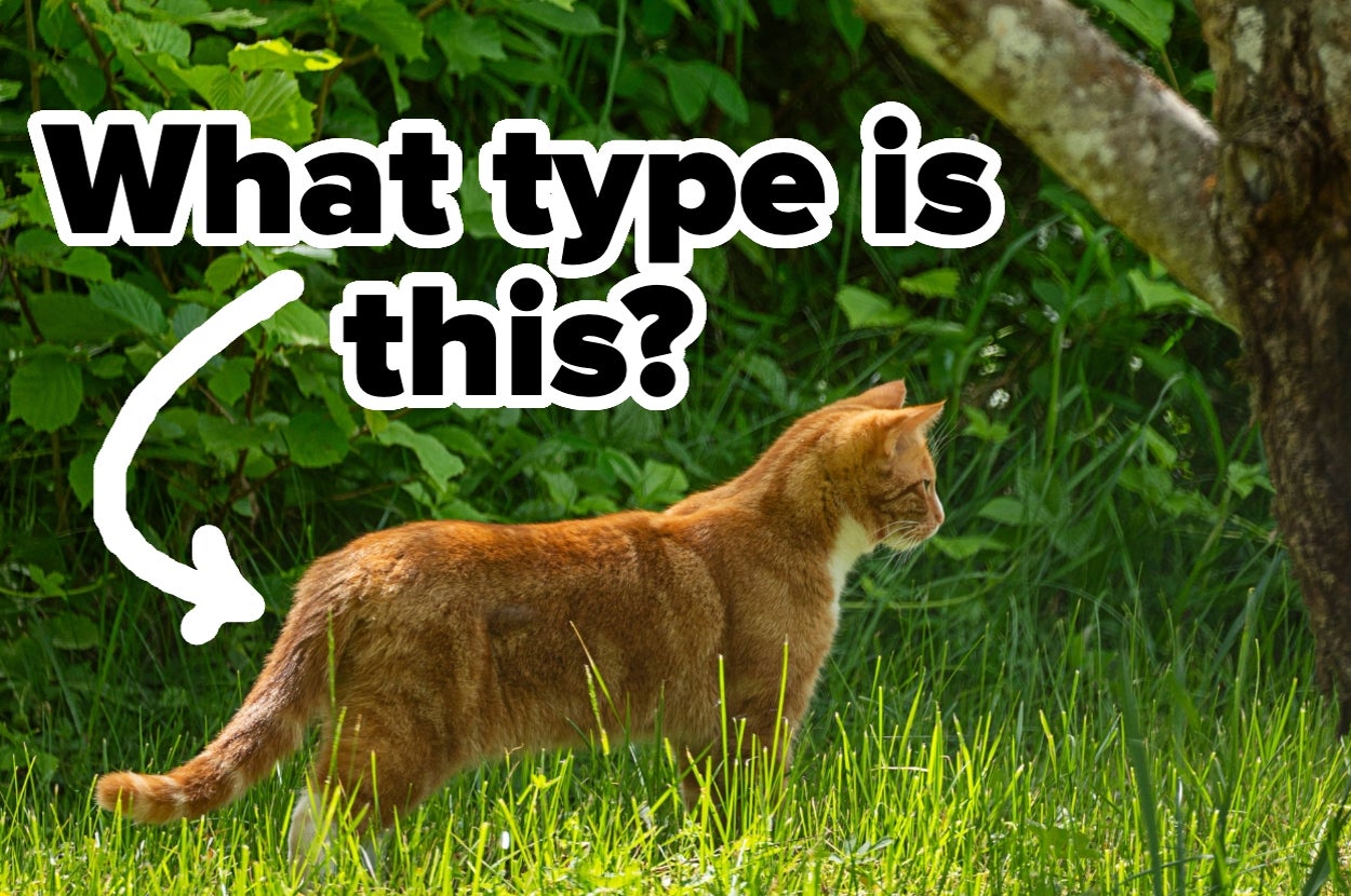 Can You Get All Of These Cat Trivia Questions Correct In 3 Minutes Or Less?