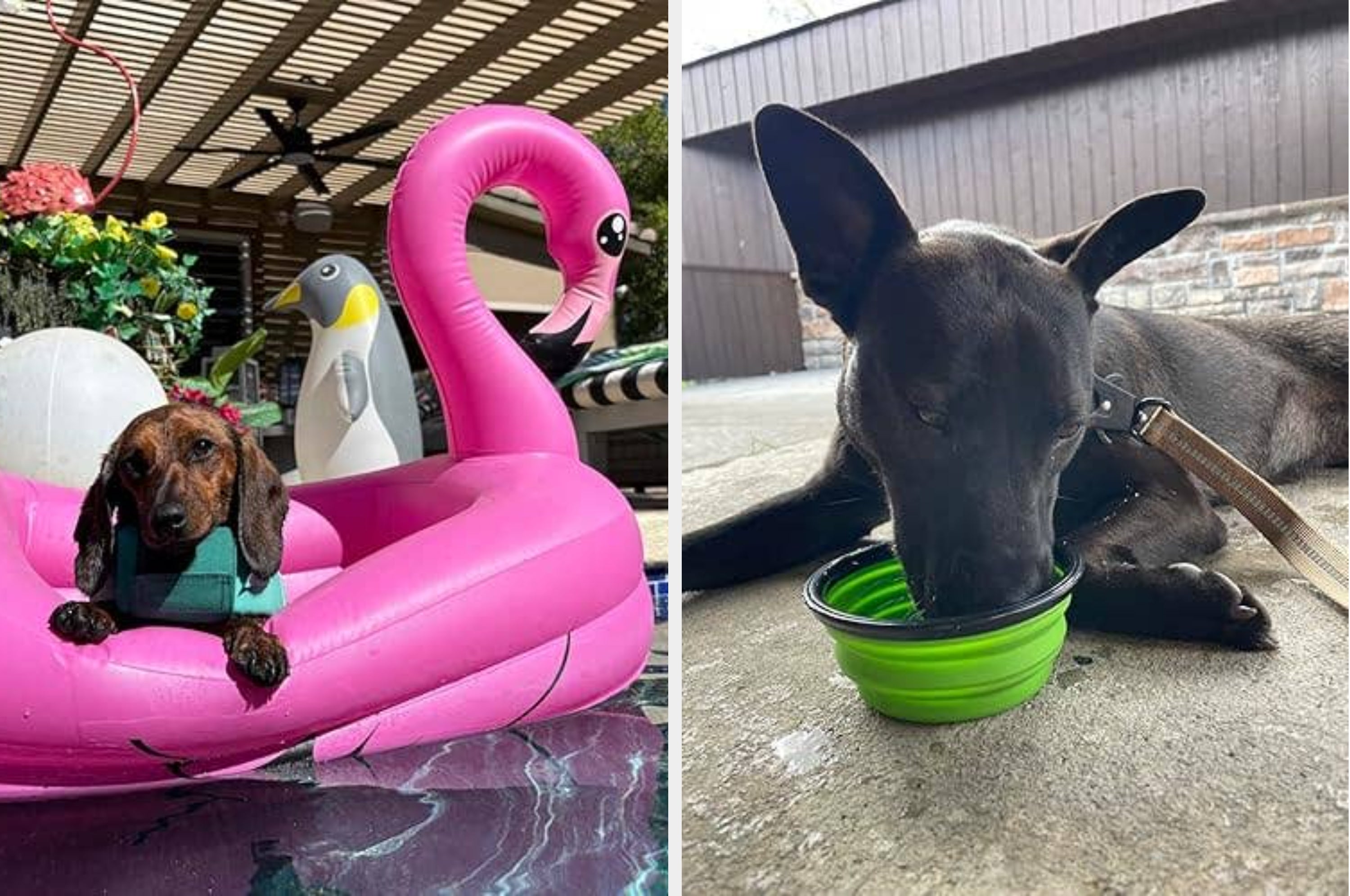 Left: Small dog on a pink flamingo pool float. Right: Black dog drinking from a green bowl
