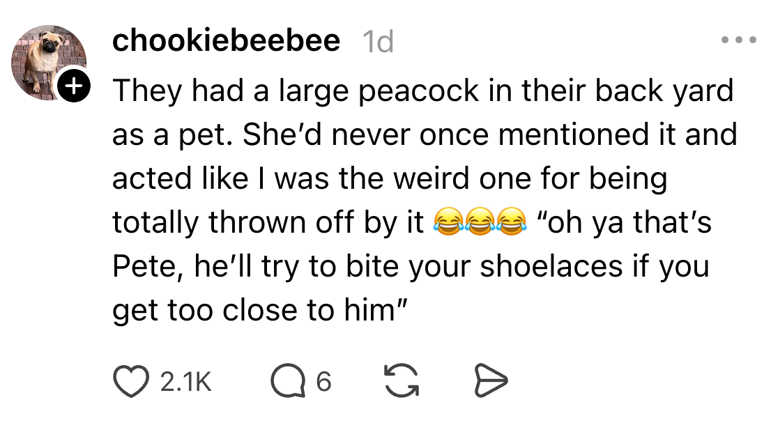 Social media station by chookiebeebee recounting a humorous communicative astir a favored peacock named Pete who tries to wound shoelaces