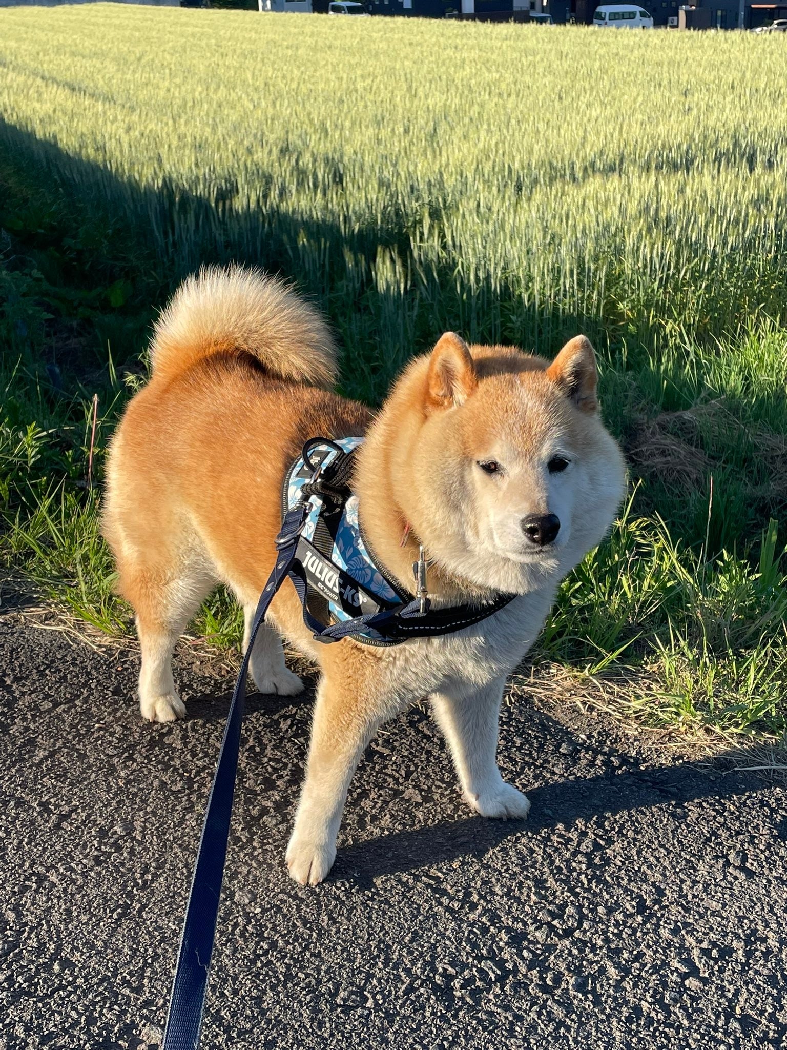 芝生のそばで散歩中の柴犬が警戒心を持ちつつカメラを見ています。