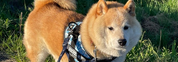 芝生のそばで散歩中の柴犬が警戒心を持ちつつカメラを見ています。