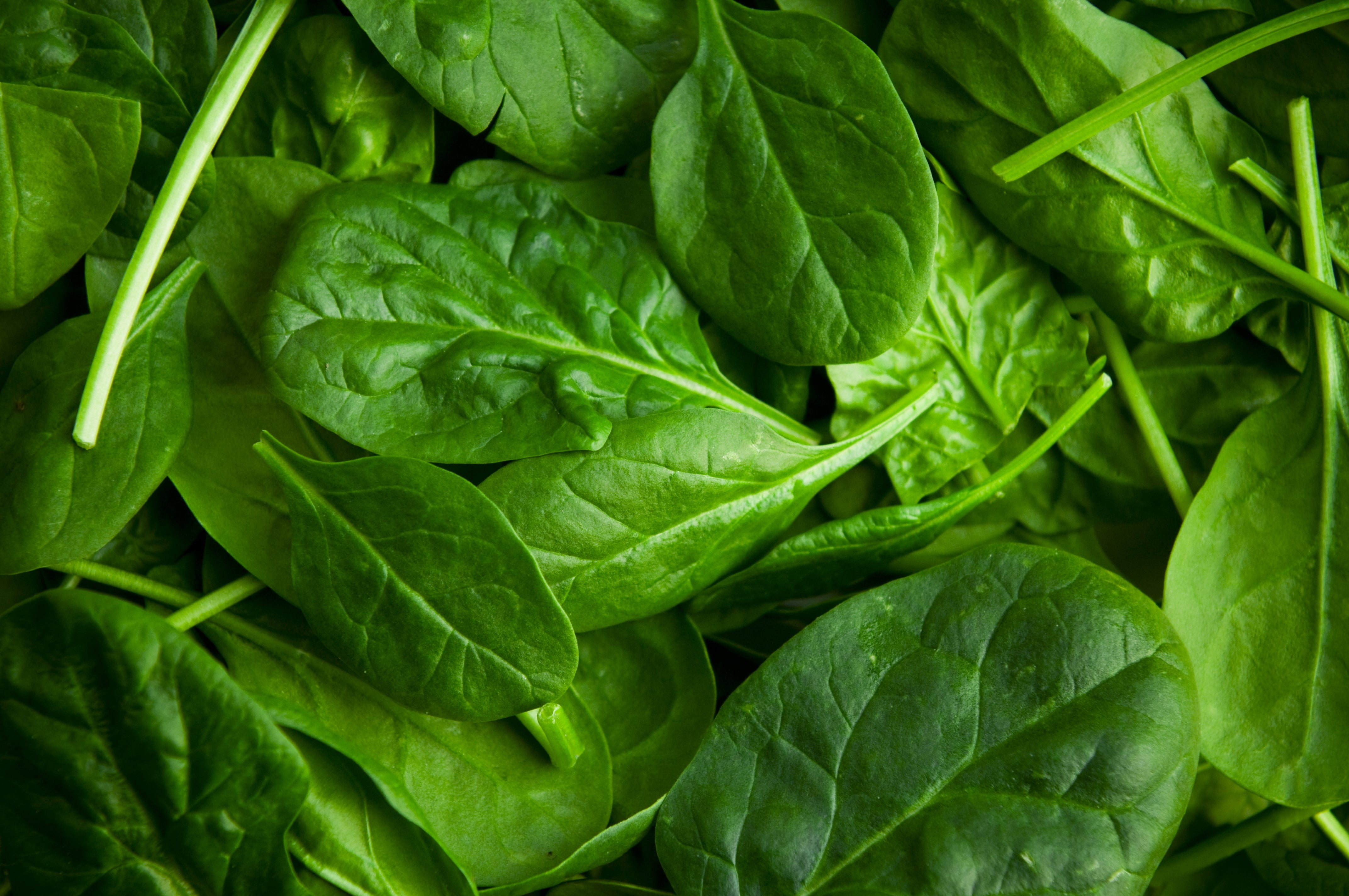 A close-up presumption    of caller  spinach leaves