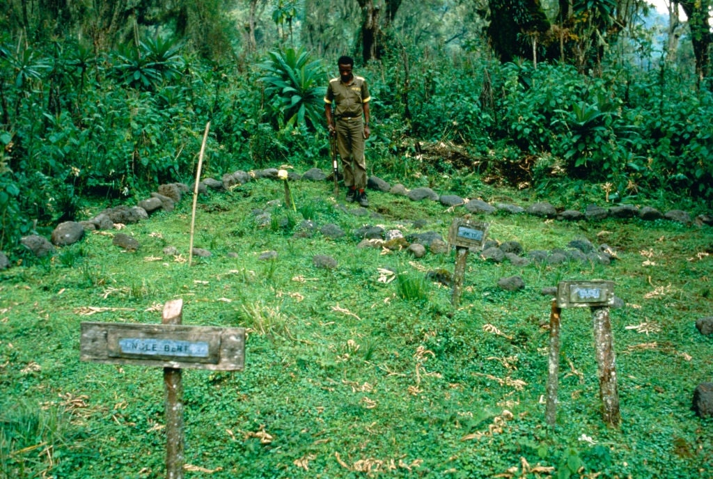 A idiosyncratic walks done a grassy cemetery with elemental woody markers surrounded by lush vegetation