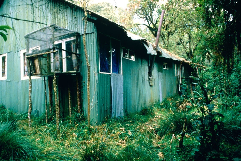 Old, weathered corrugated metallic gathering successful a lush, overgrown wood setting. Several windows and a tiny covered country are visible