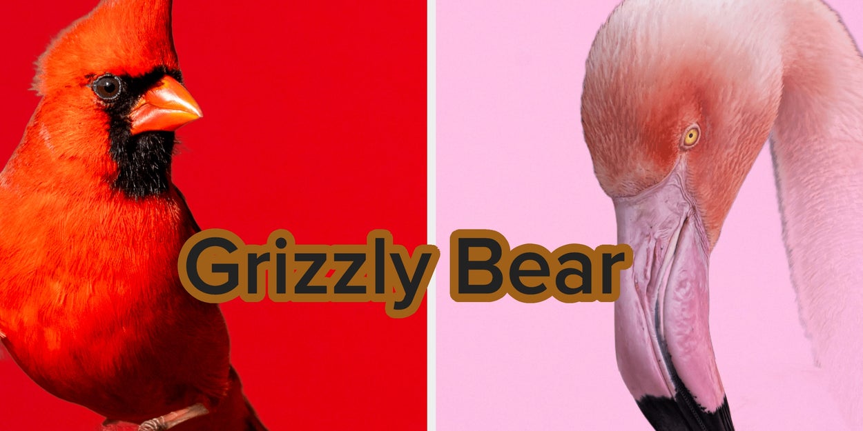 Pick An Animal For Each Color And We'll Tell You What Type Of Bear You Are