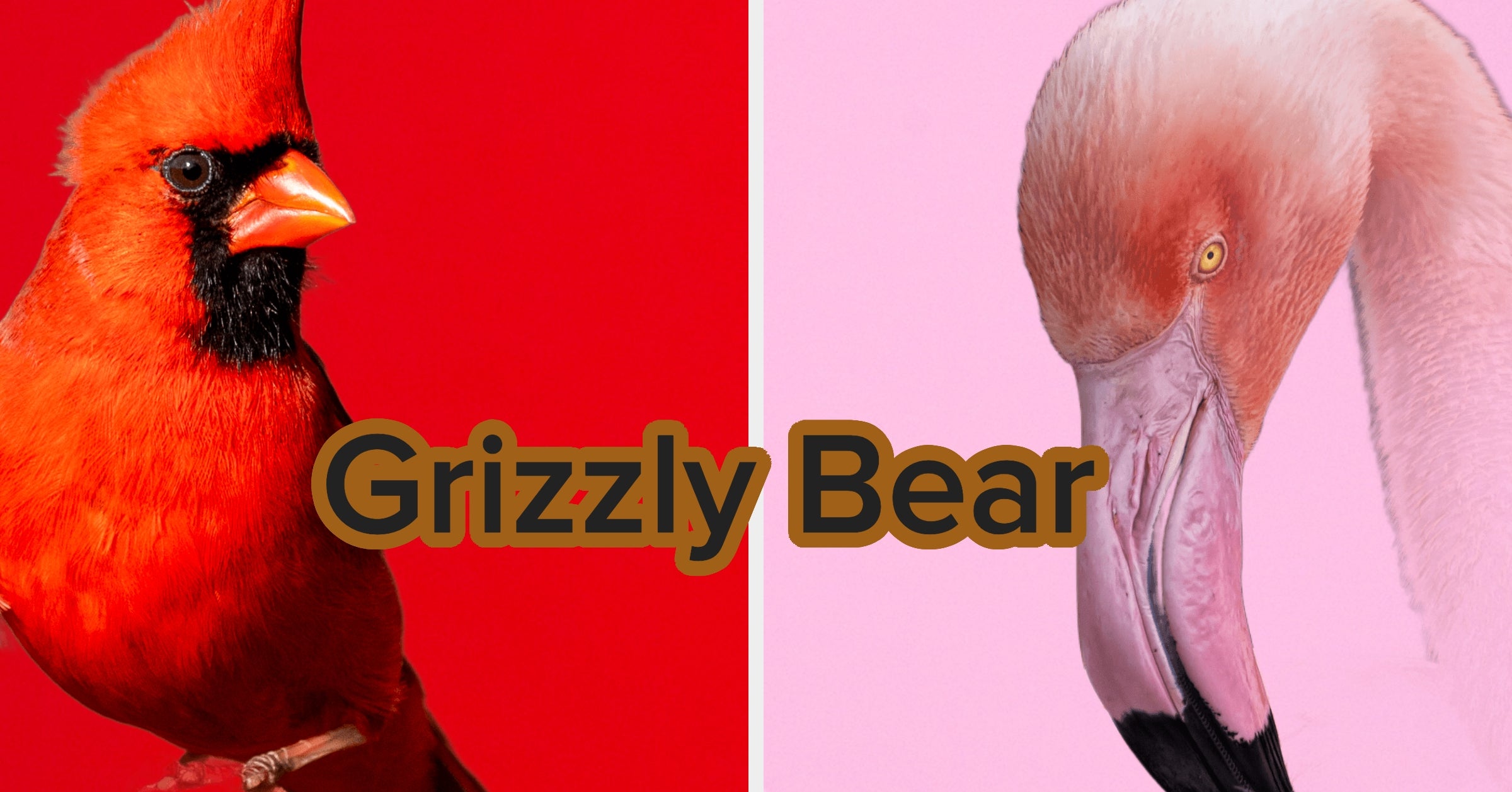 Choose An Animal For Every Color Of The Rainbow And We'll Reveal Which Bear Matches Your Personality