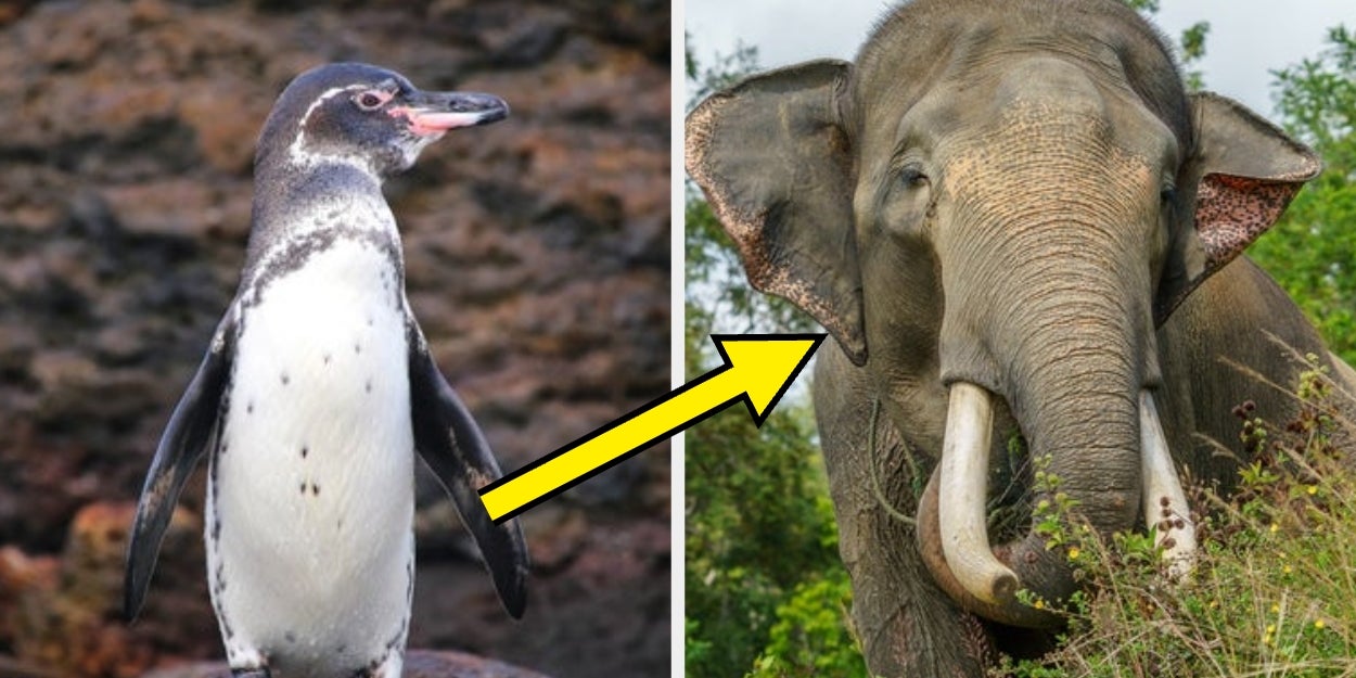 If You Can Name These Critically Endangered Animals, You're Basically A Wildlife Expert