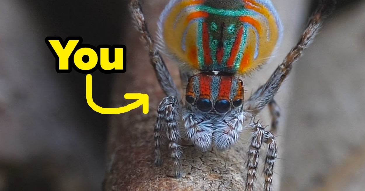 Answer 10 Questions About Your Personality To Reveal Which Stunning Spider Reflects Your Aura