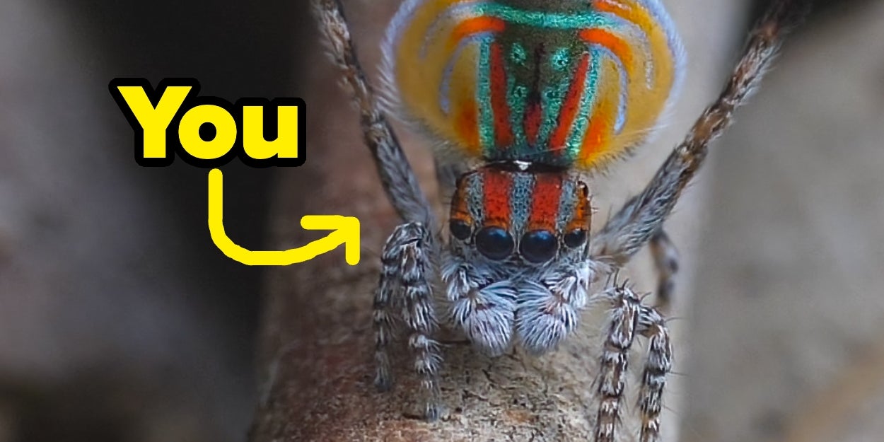 Since I Am SICK Of The Spider Slander, Let's See Which Stunning Arachnid You Embody