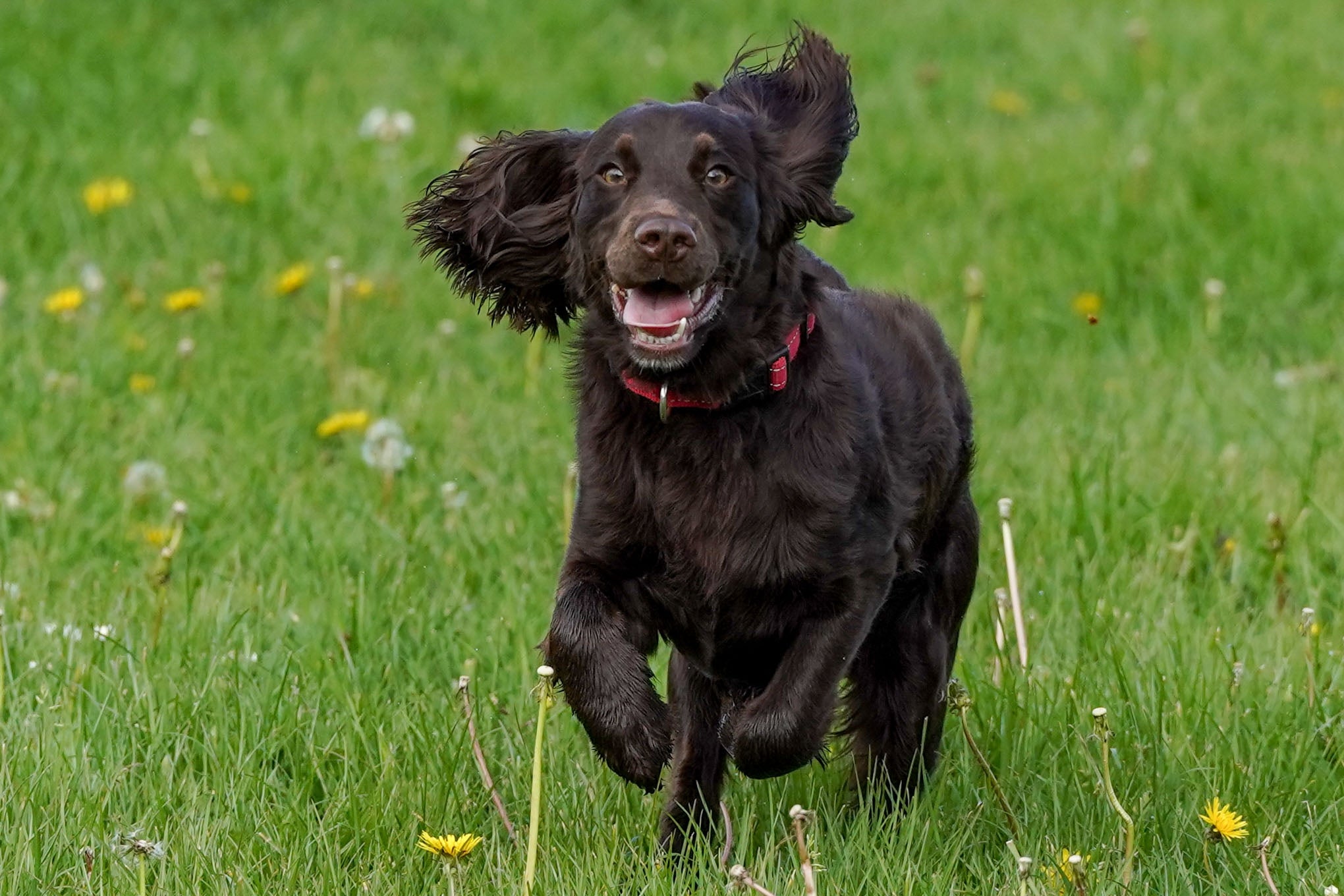 Hund løper gledelig gjennom en gressmark med ørene flagrende