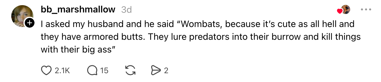 A TikTok remark jokingly describes wombats arsenic cute and praises their "armored butts" for defending against predators