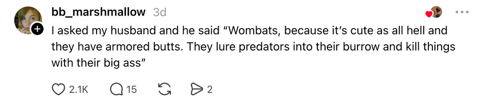 A TikTok comment jokingly describes wombats as cute and praises their "armored butts" for defending against predators