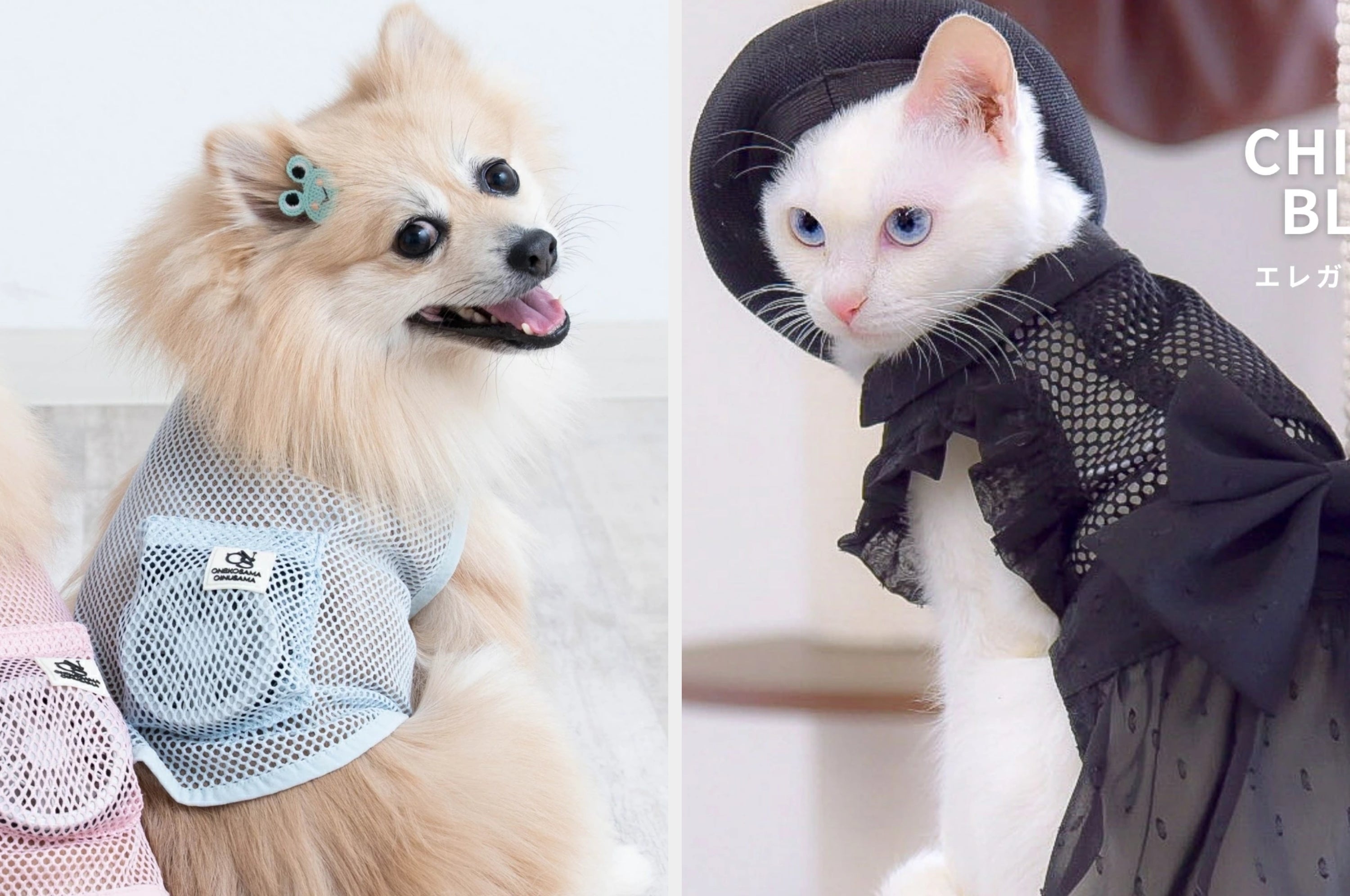 空調付きペット服を着ている犬と猫