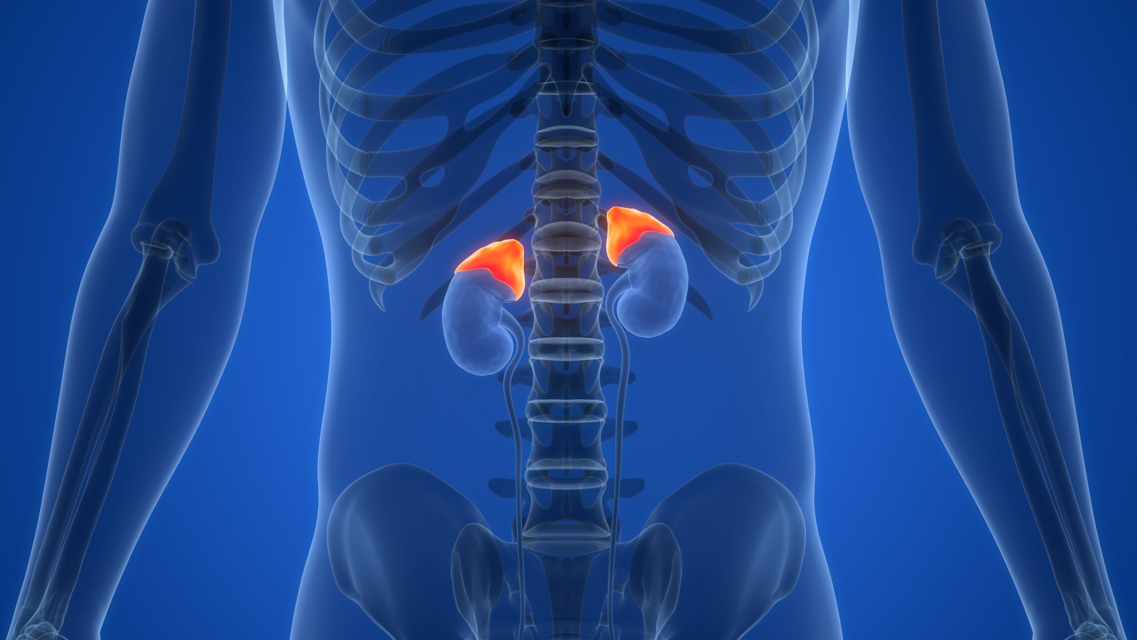Medical illustration showing the quality skeleton with a absorption connected kidneys and highlighted adrenal glands
