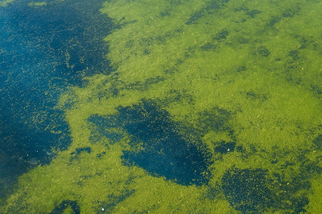 Green algae covering a assemblage of water, forming abstract patterns connected the surface