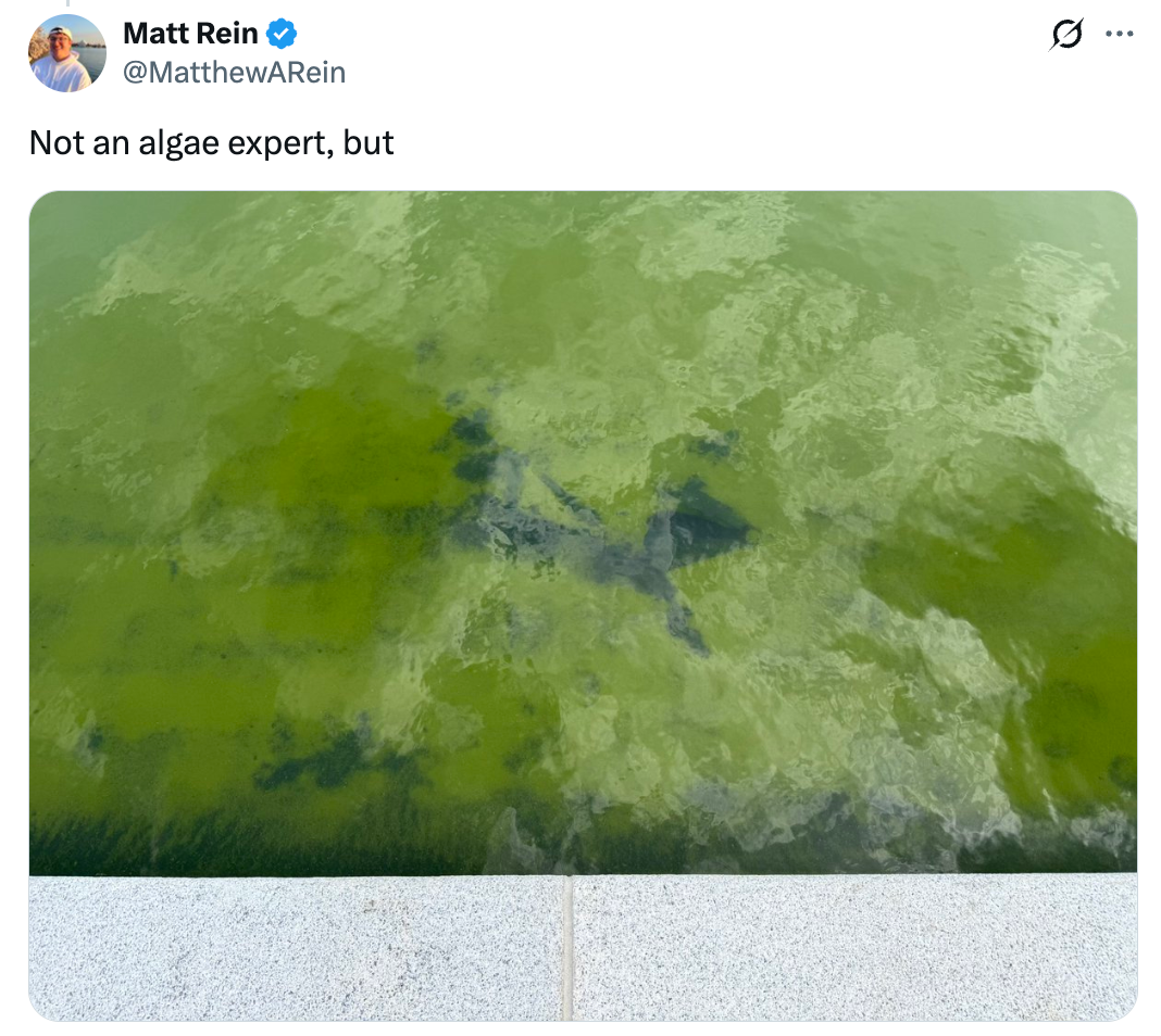 "Not an algae expert, but"