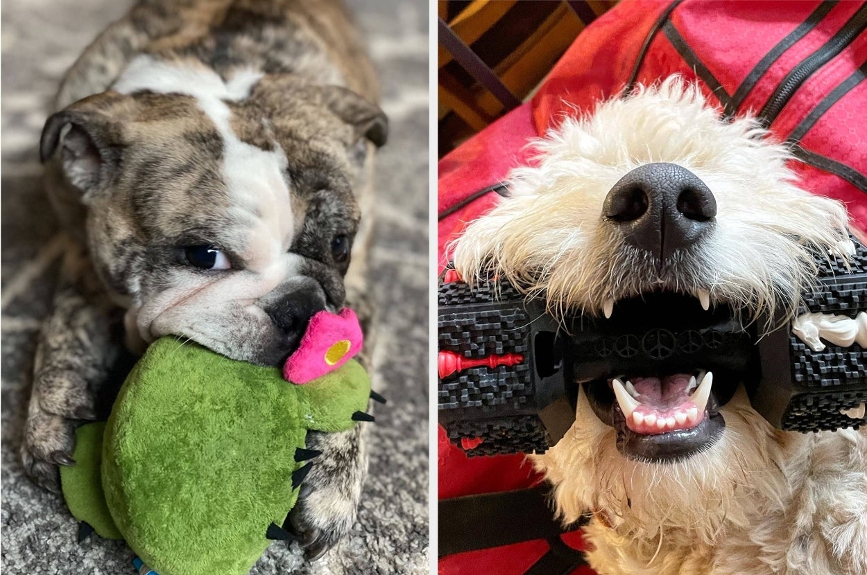 Two dogs playfully hold chew toys: one has a plush toy, and the other grips a textured rubber toy, both appearing content and engaged