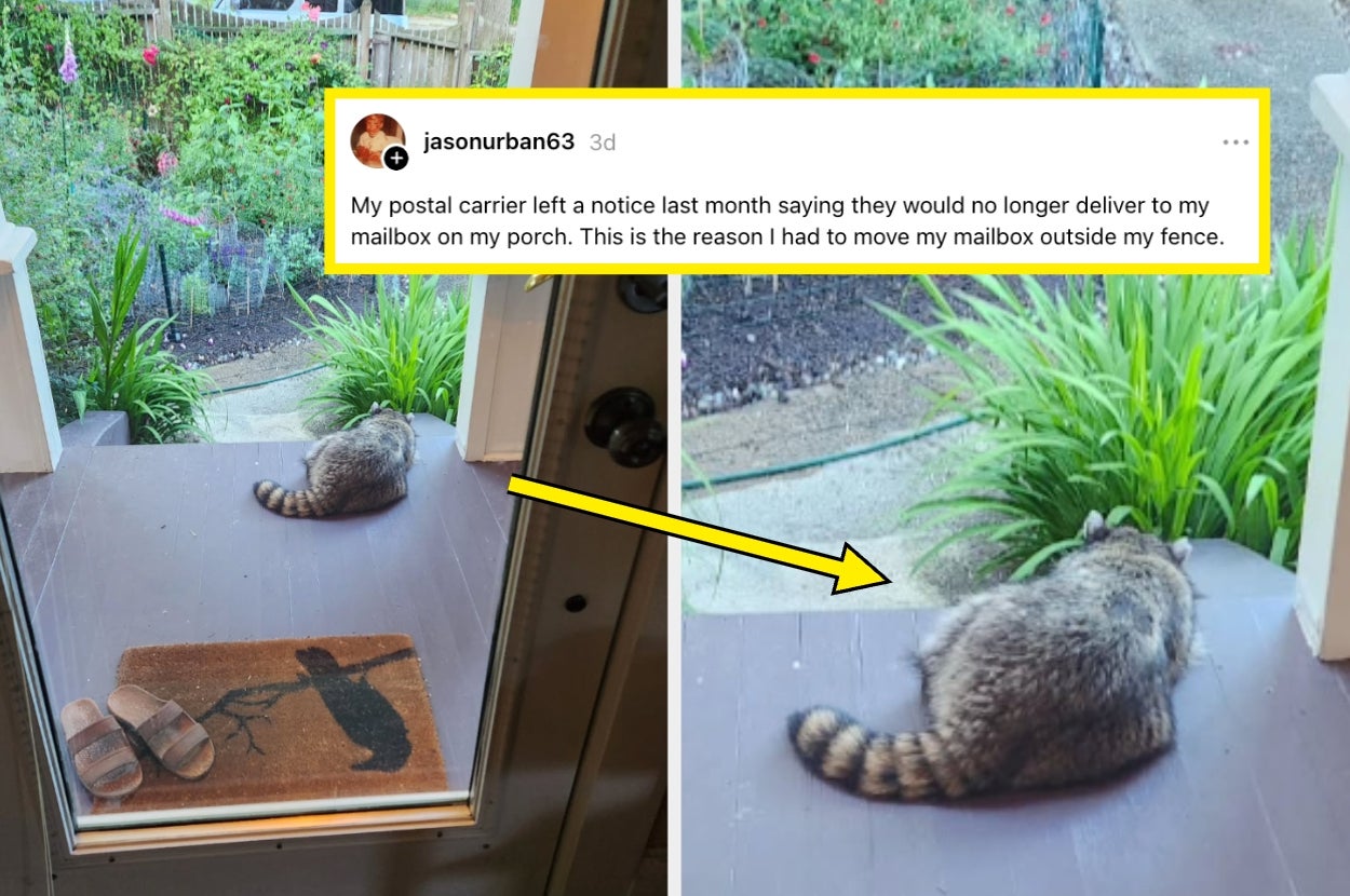 Raccoon lounging near a porch as viewed through a door; humorous post about needing to move a mailbox because of raccoon's presence