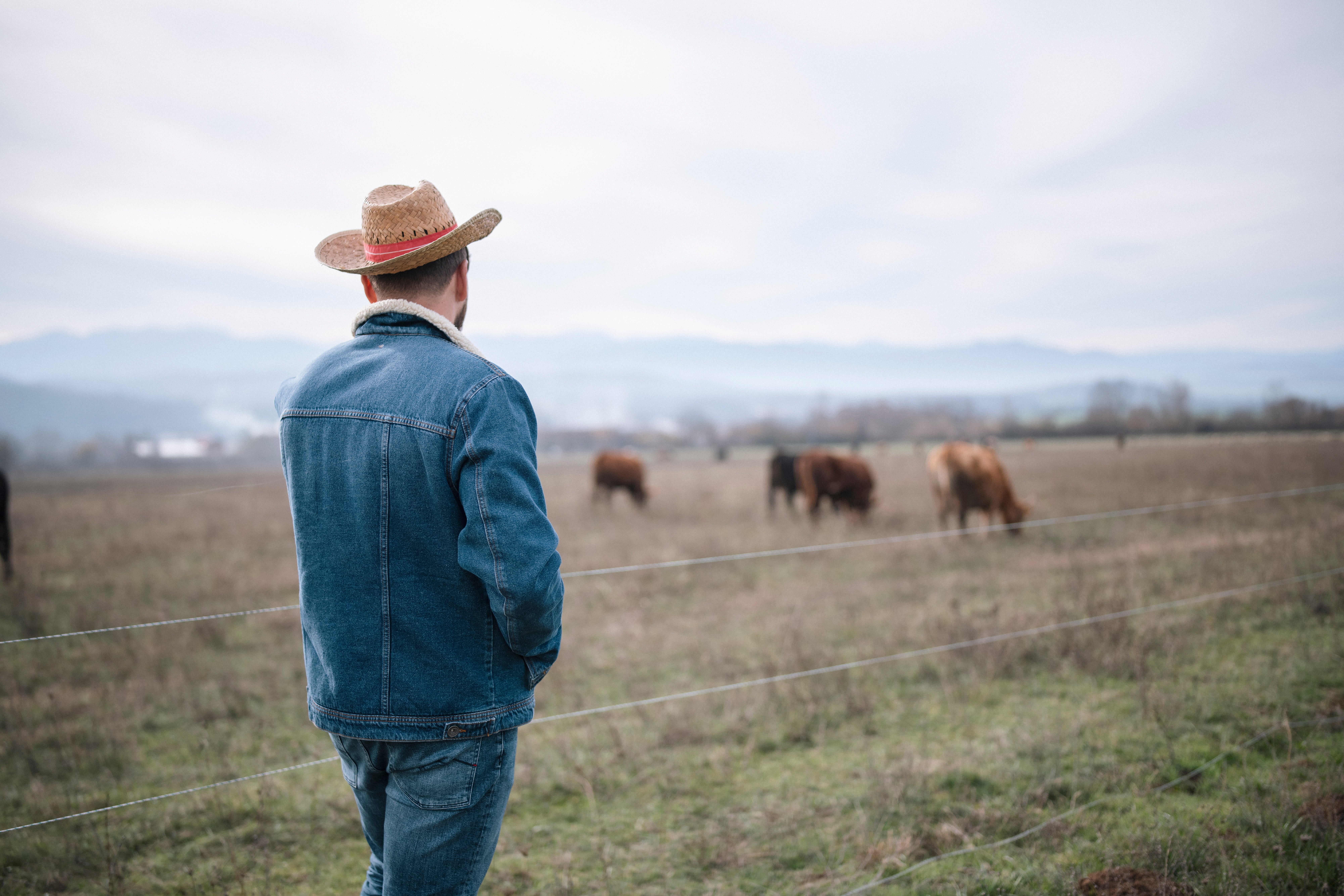 En person i cowboyhatt og dongerijakke ser på kuer som beiter på en åker, og står ved et ståltrådgjerde. Fjell er synlige i bakgrunnen