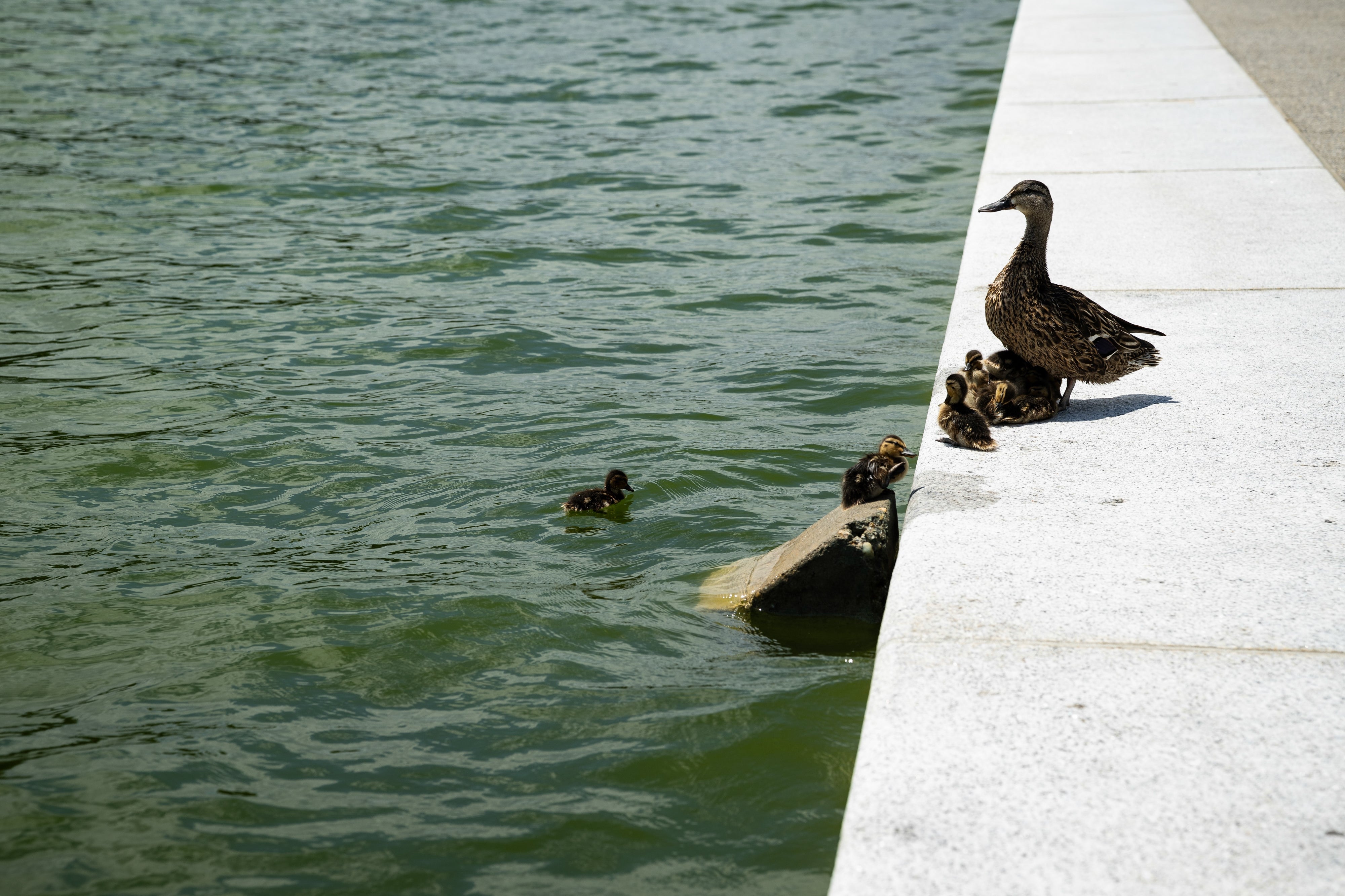 A parent duck stands connected a ledge with ducklings portion 1 swims successful the h2o below