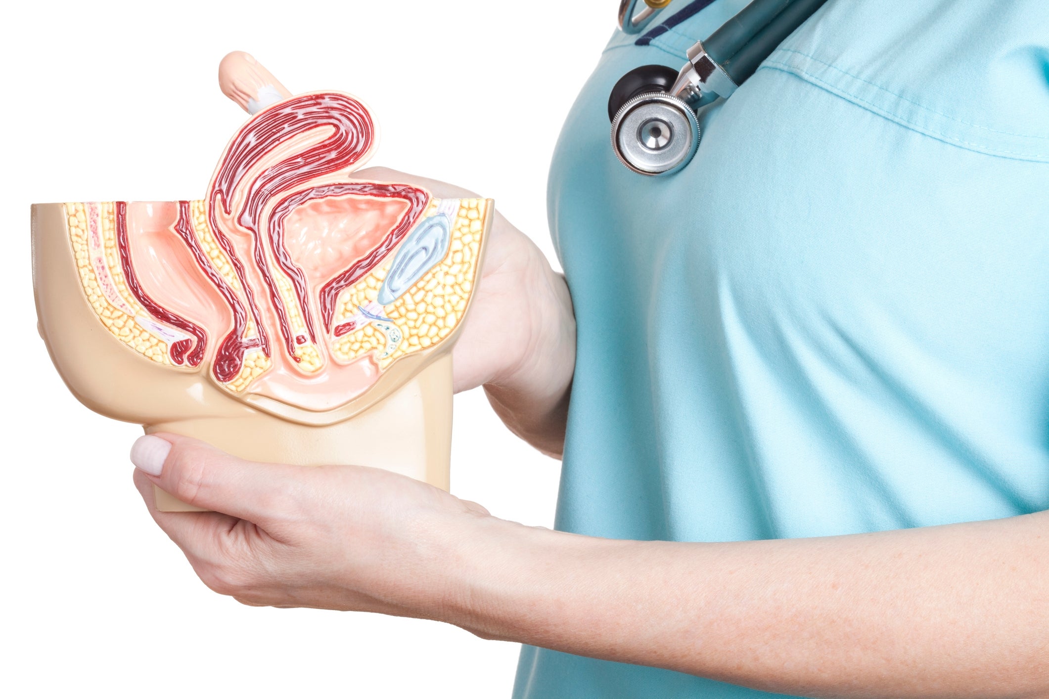 Person successful scrubs holds a aesculapian exemplary of pistillate reproductive system, illustrating anatomy for wellness education