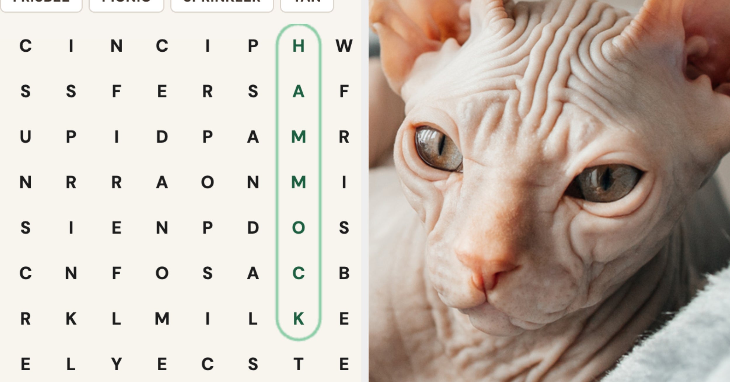 Your Brain Is Wrinklier Than A Hairless Cat If You Can Find All 10 Words In This Word Search