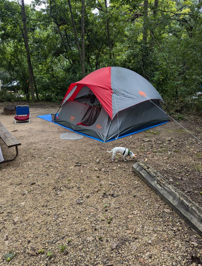 Tent set up in a forested campsite with a camping chair and a small dog exploring the ground