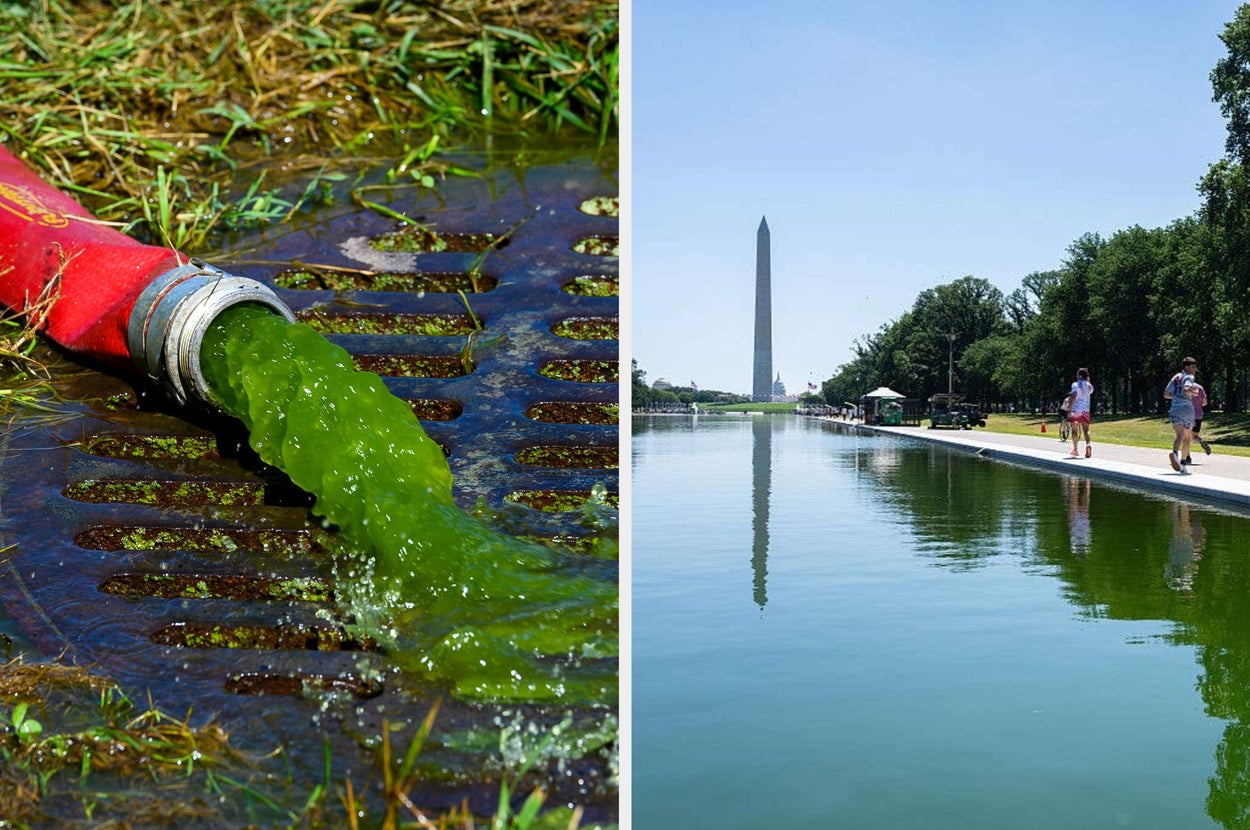 Please Look At What Hydrogen Peroxide Did To The Reflecting Pool 24 Hours Later