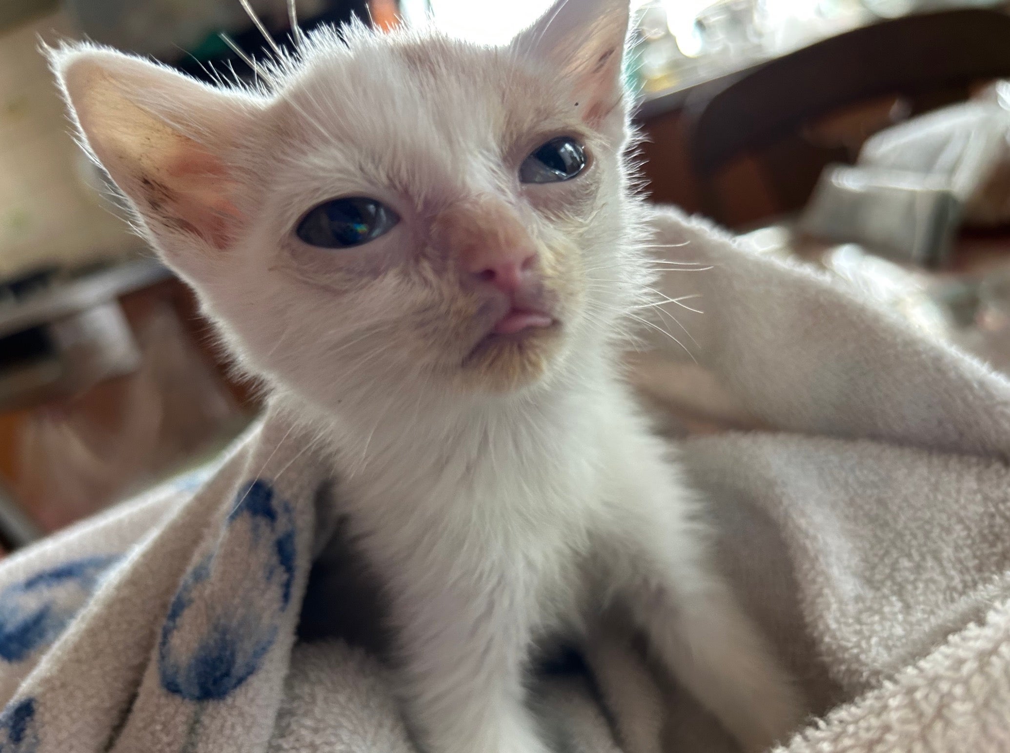 タオルに包まれた小さな子猫がカメラを見つめている。