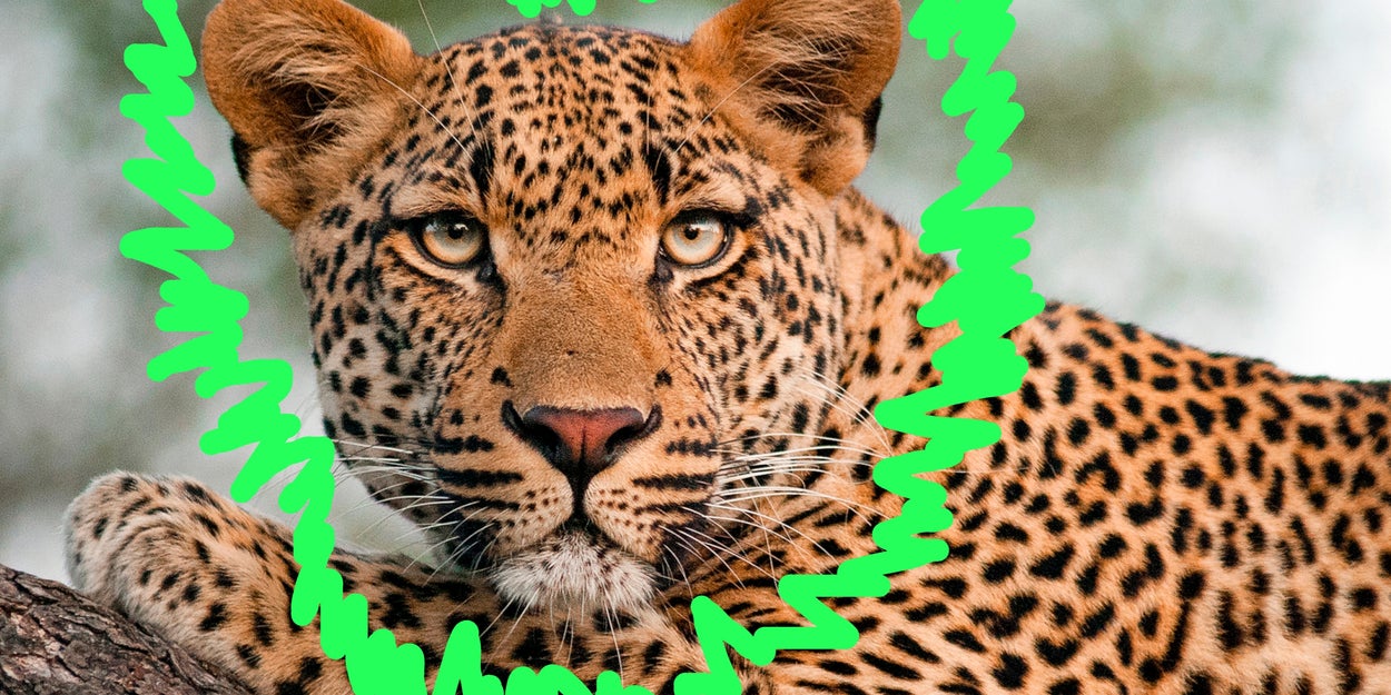 The Animals You Choose Will Reveal Which Type Of Green Aura You Have