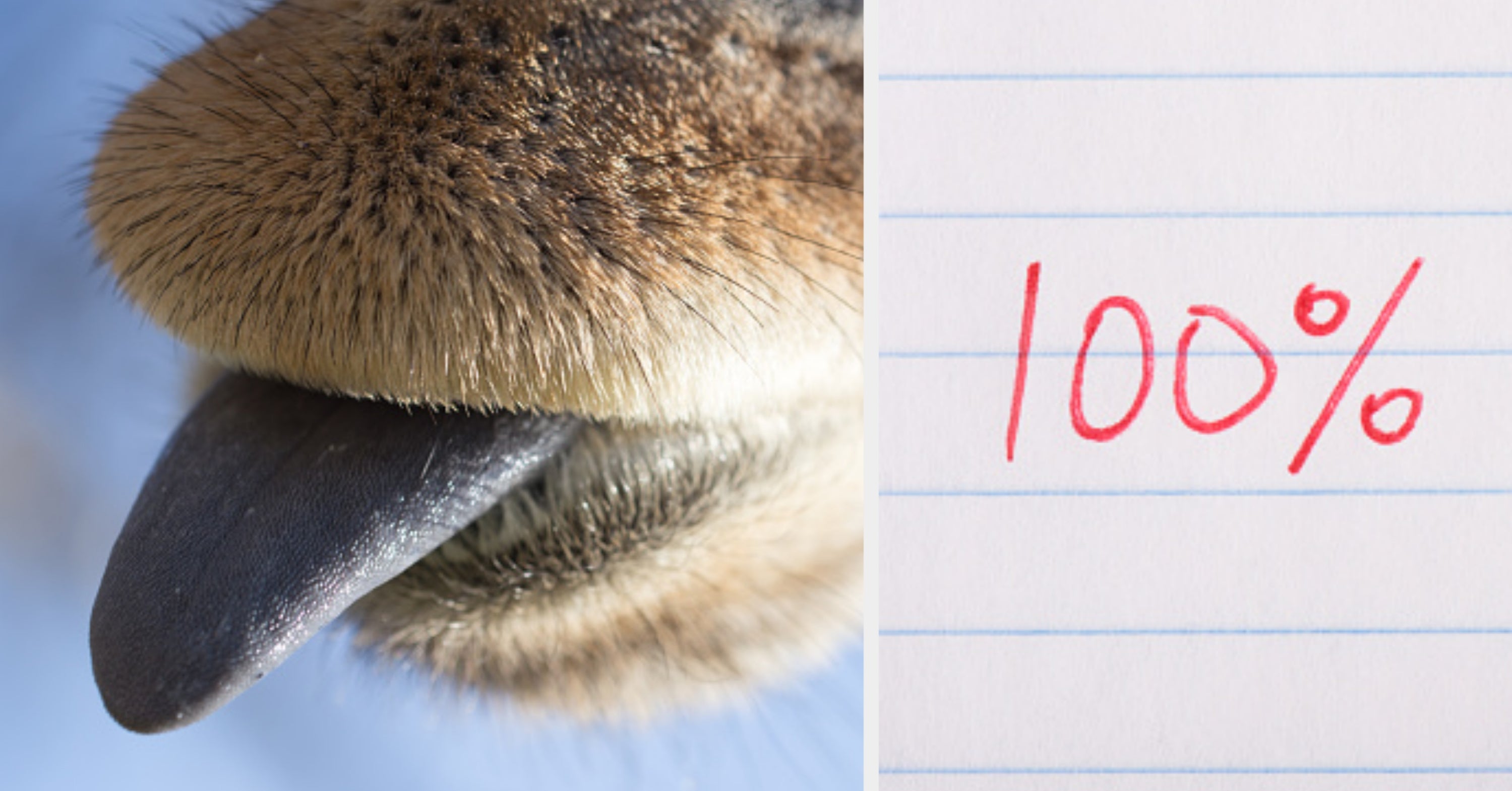 If You Can Score Over 7 On This Animals Quiz, Congrats! You Know More Than The Average Adult