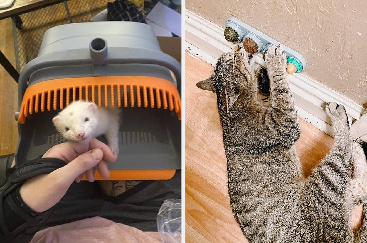 Left: A ferret peeks out from a pet carrier. Right: A cat plays with wall-mounted toy balls