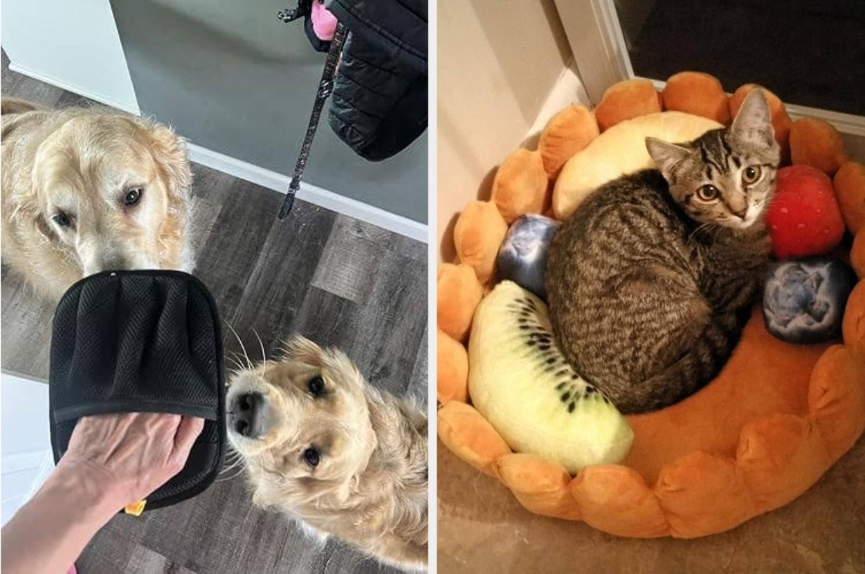 Two dogs look up at a person holding an item. A cat lounges in a fruit-themed bed