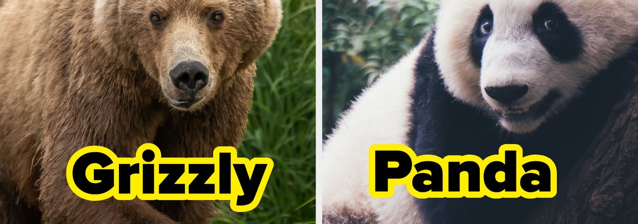 Which Breed Of Bear Are You?