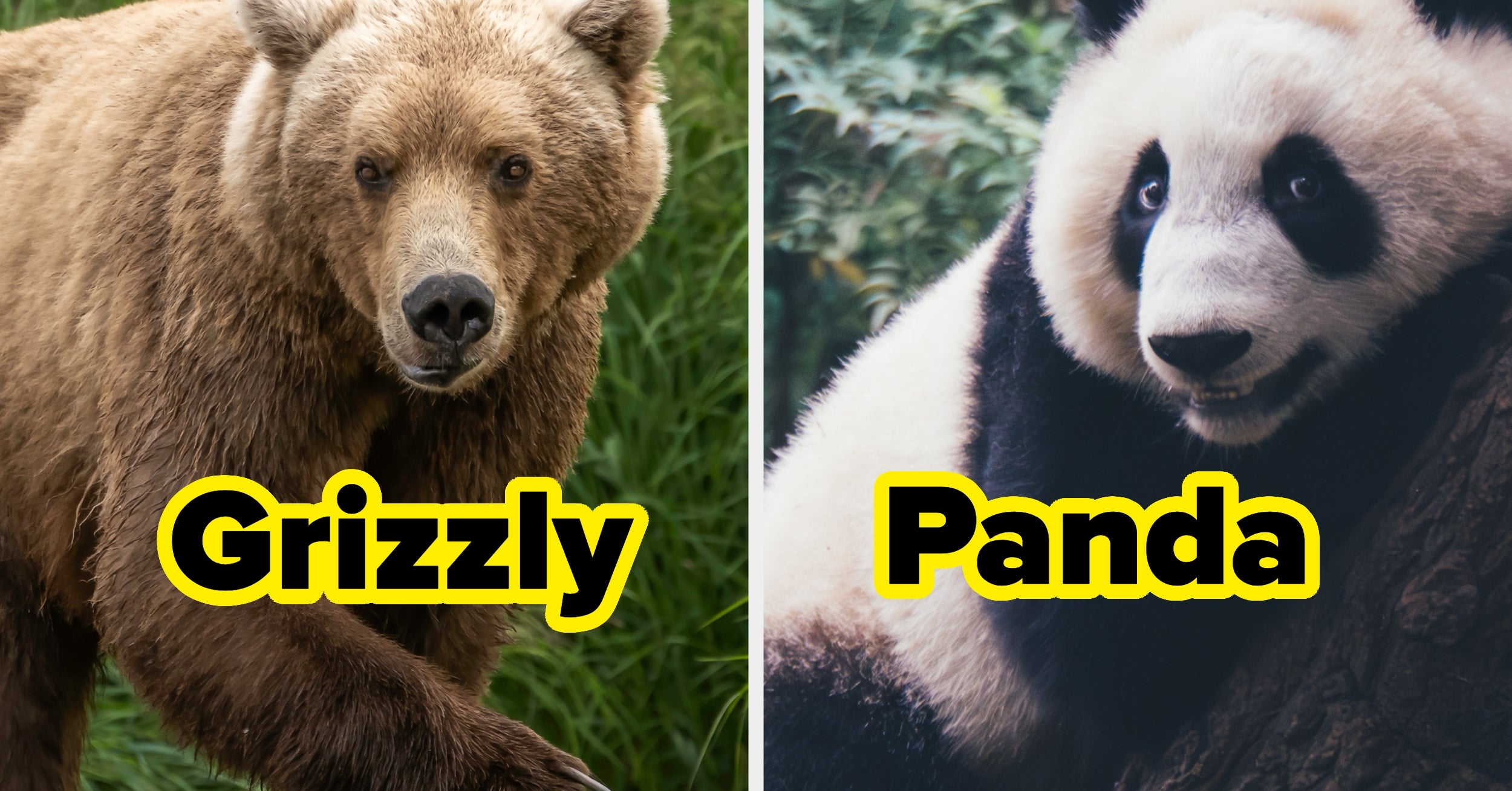 Choose Some Animals And We'll Reveal Which Bear Species Matches Your Personality