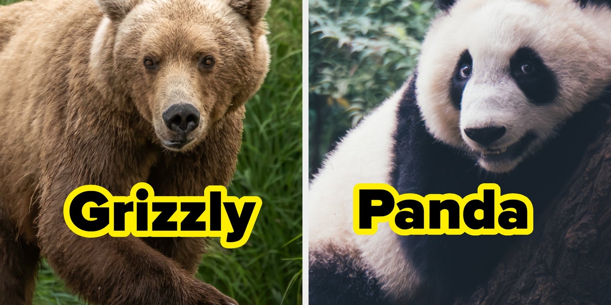 This Quiz Reveals Which Bear Species Matches Your Personality