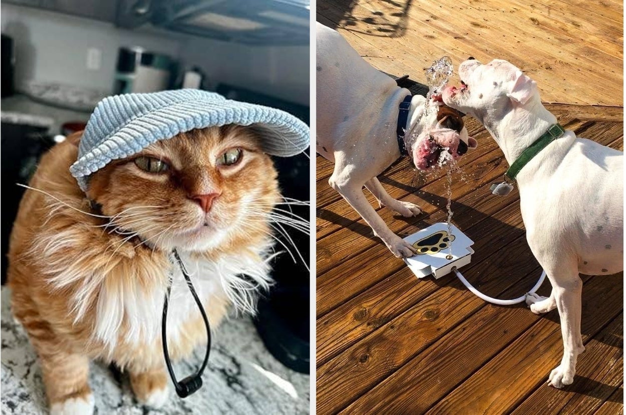 Left: Cat wearing a sun hat indoors. Right: Two dogs drinking from an outdoor pet water fountain on a wooden deck