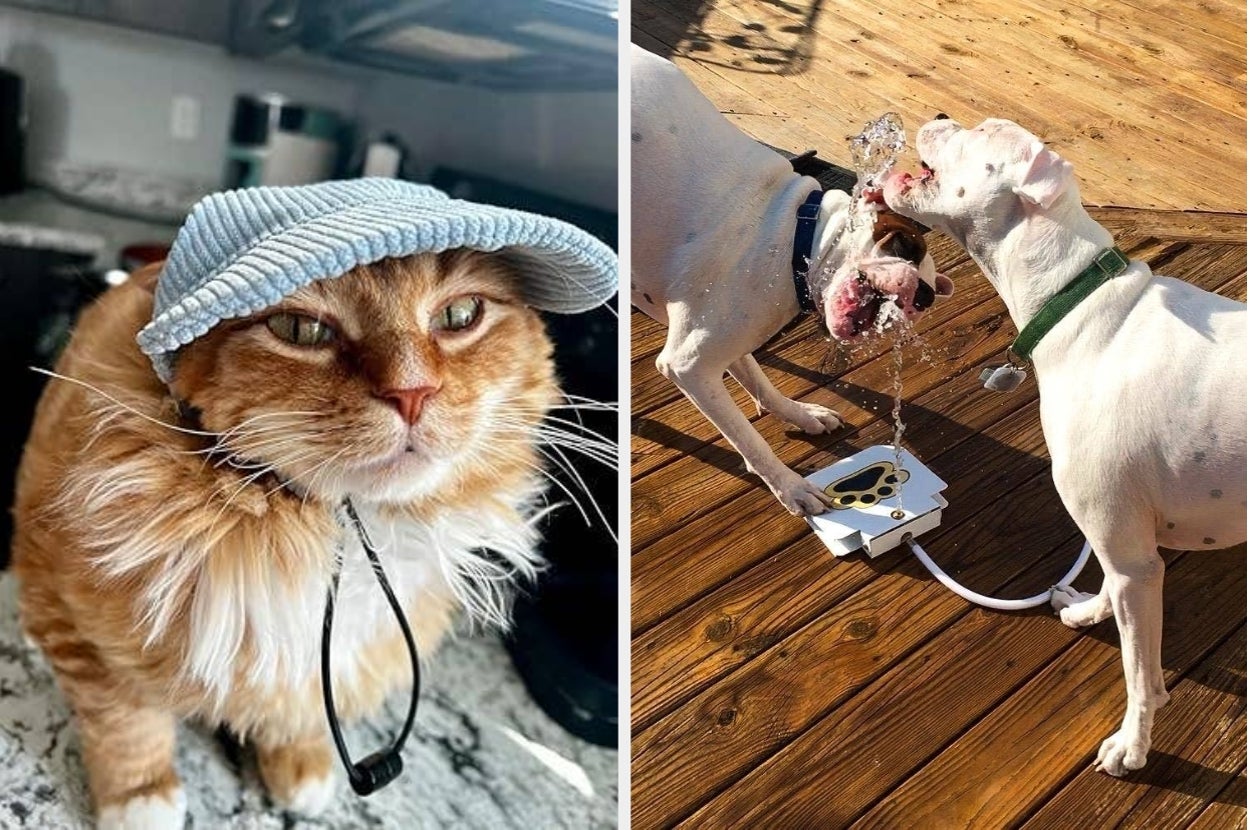 Left: Cat wearing a sun hat indoors. Right: Two dogs drinking from an outdoor pet water fountain on a wooden deck
