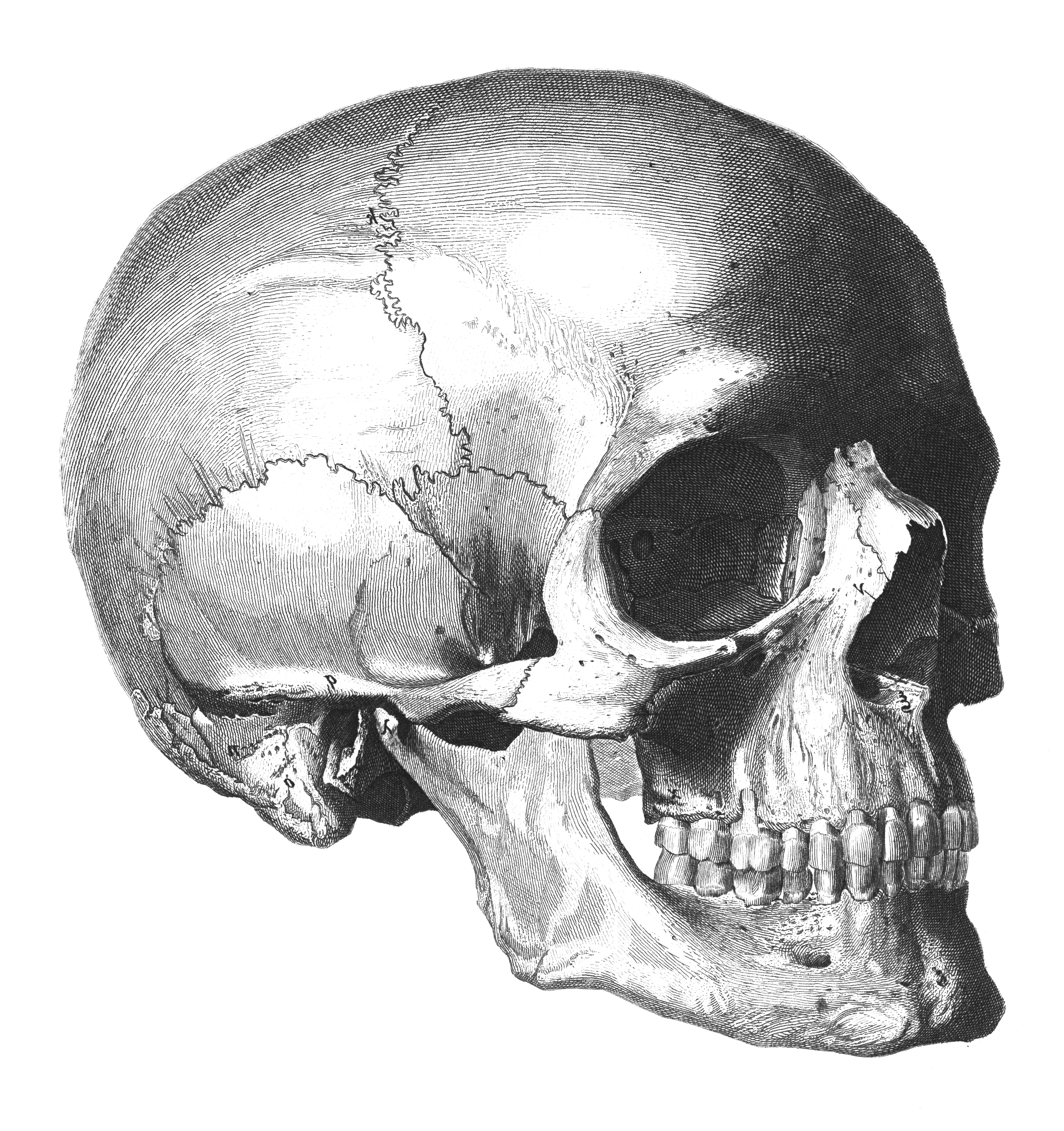 Illustration of a quality skull successful profile, showcasing elaborate anatomical features